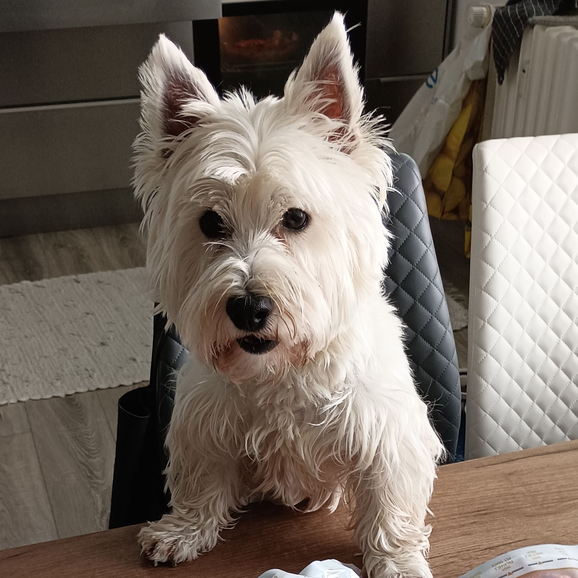 Soutěžní fotografie - Max,  West Highland White Terrier