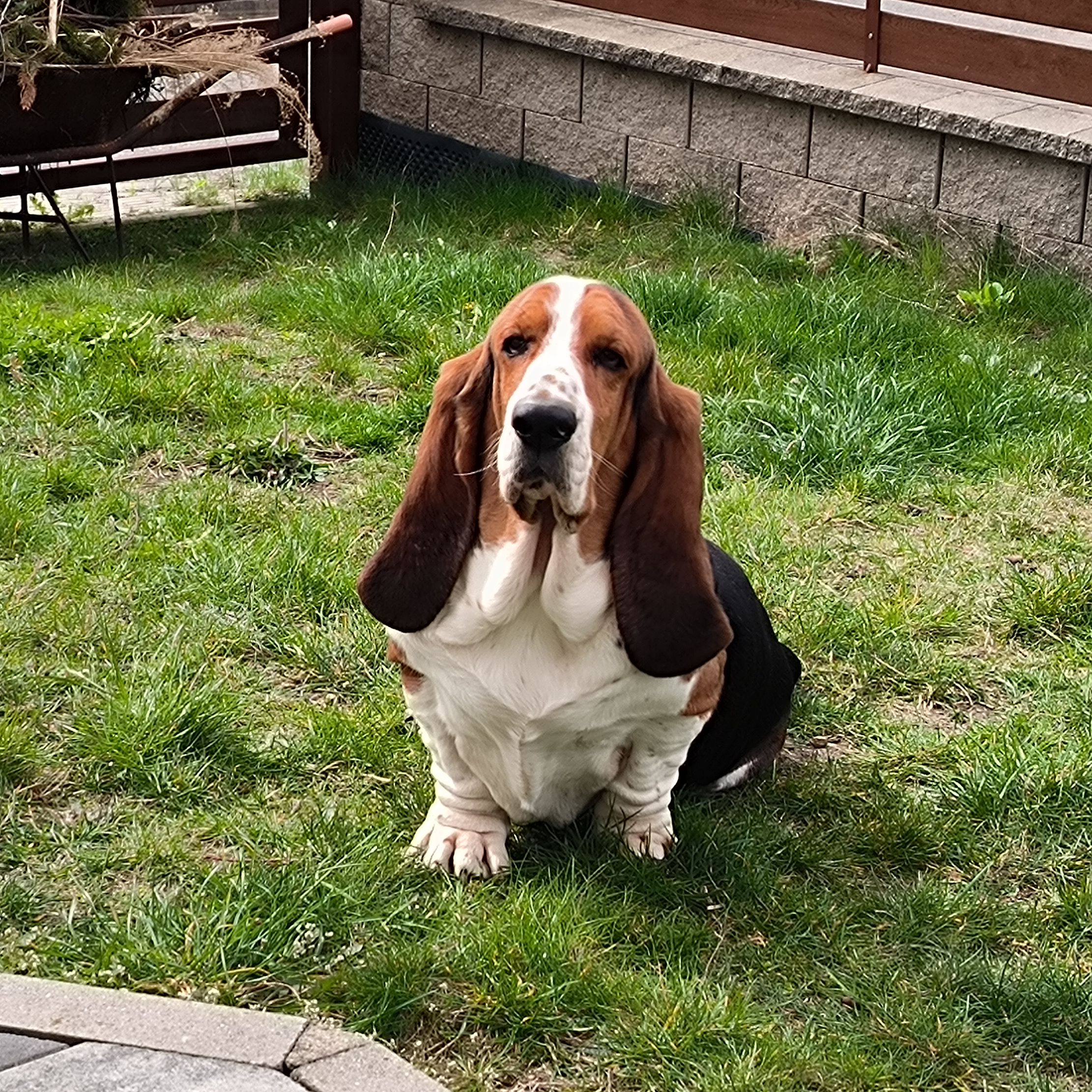 Soutěžní fotografie - Bourbon ,  Basset Hound