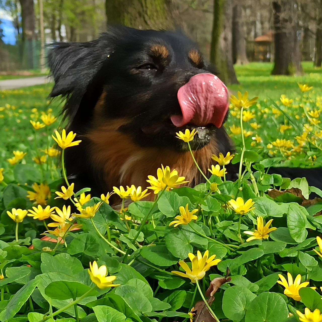 Soutěžní fotografie - Loki,  Ostatní