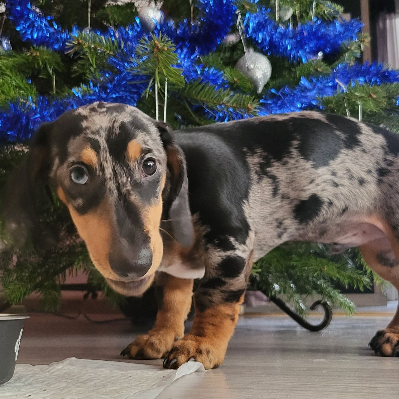 Soutěžní fotografie - Bucky,  Jezevčík