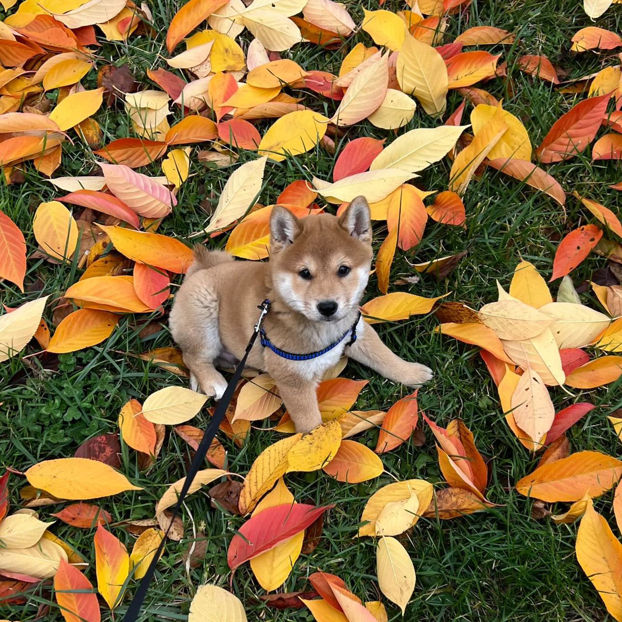 Soutěžní fotografie - Theo,  Shiba