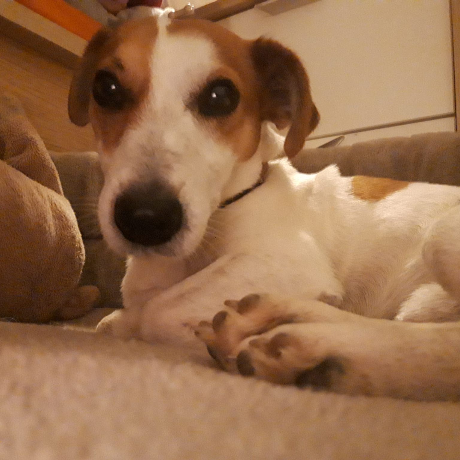 Soutěžní fotografie - Oudie,  Jack Russell Teriér