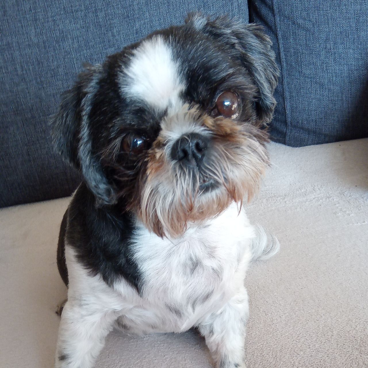 Soutěžní fotografie - Ája,  Shih-tzu