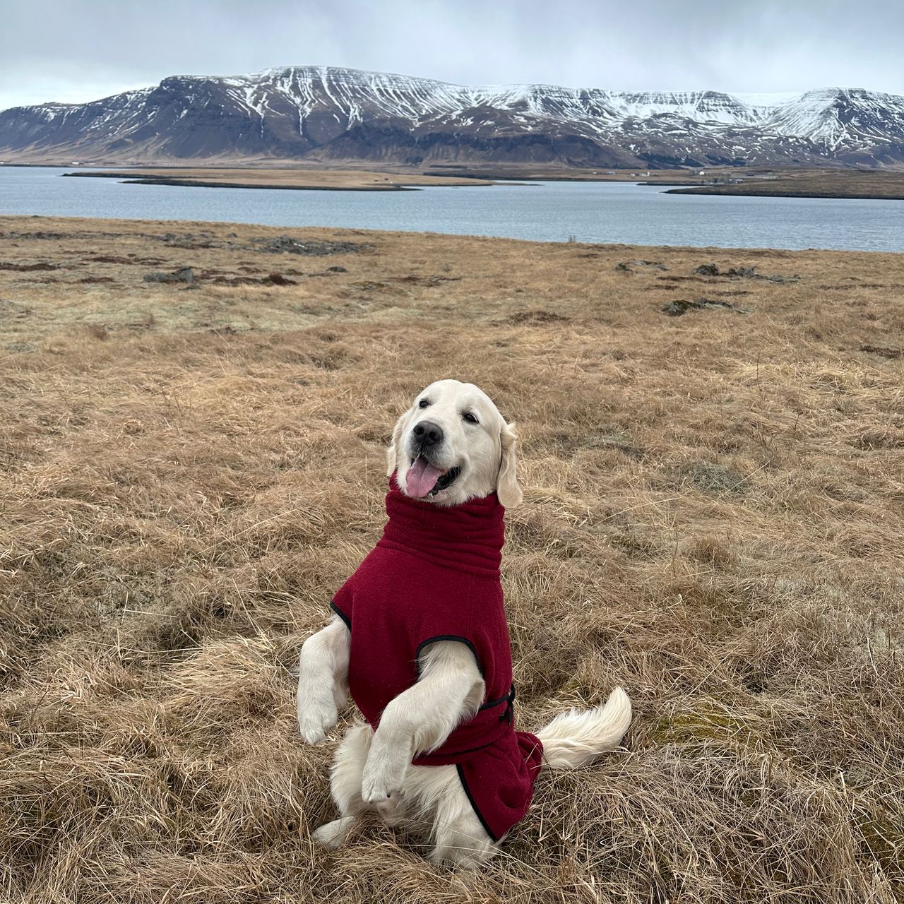Soutěžní fotografie - Coudy,  Zlatý retriever