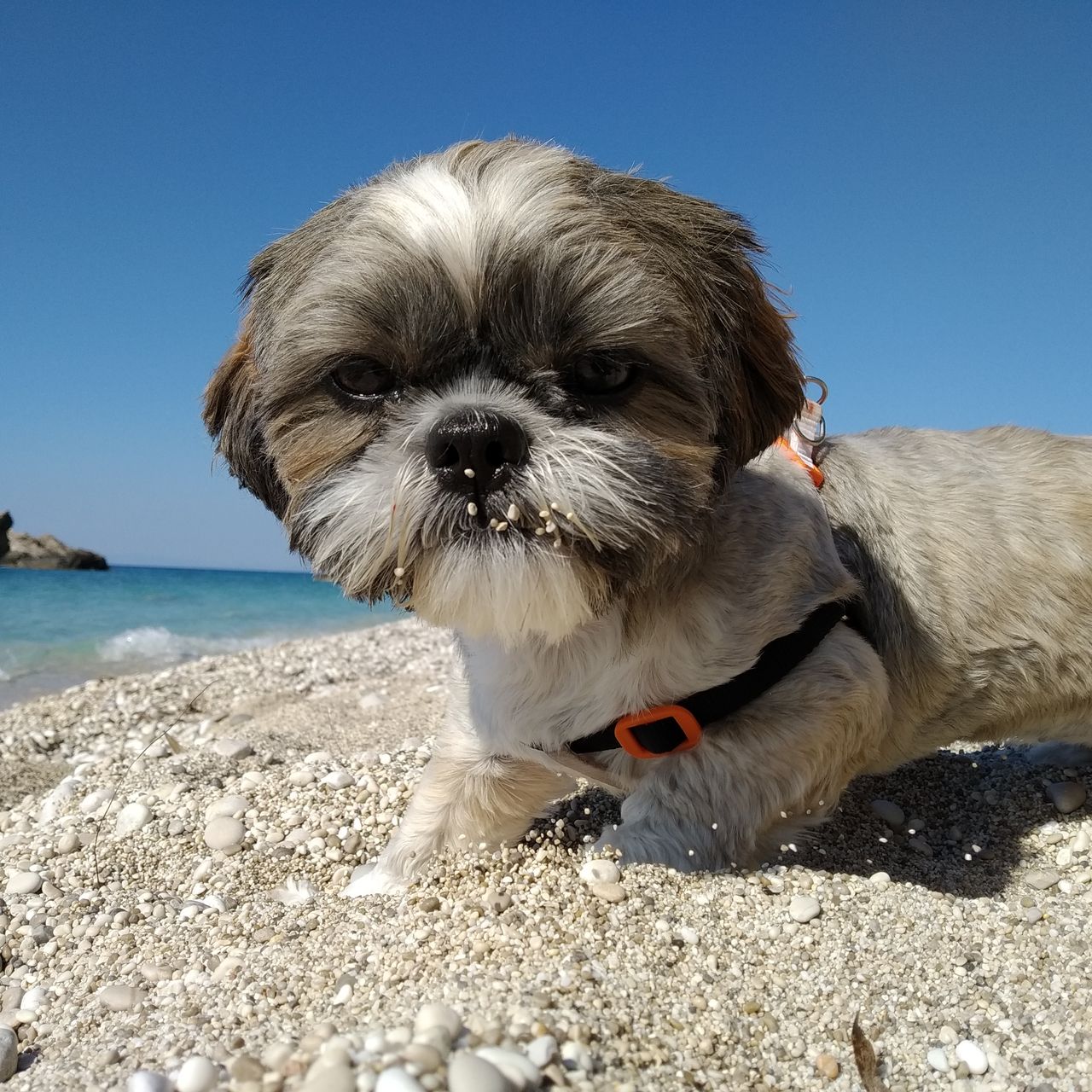 Soutěžní fotografie - Cindy,  Shih-tzu
