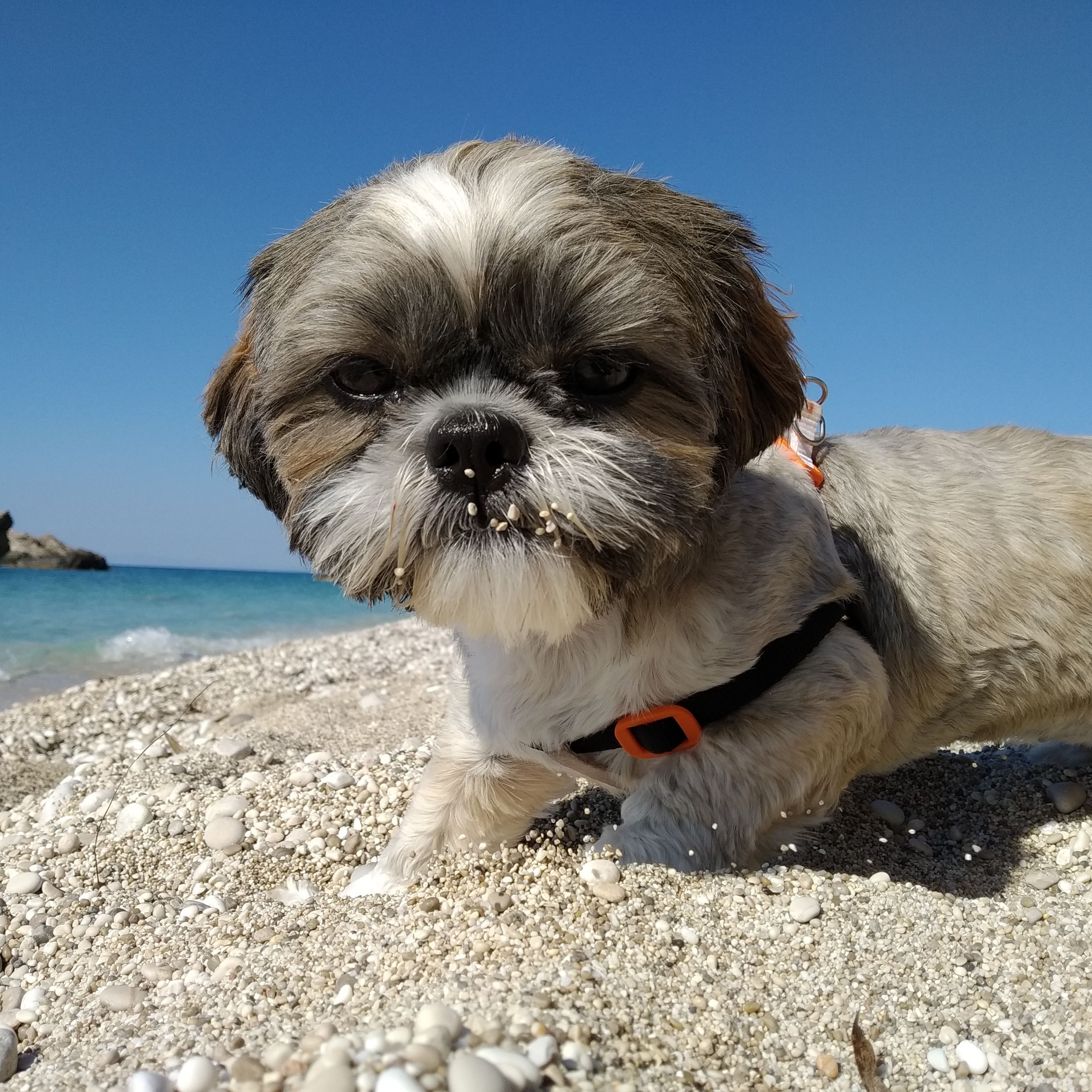 Soutěžní fotografie - Cindy,  Shih-tzu