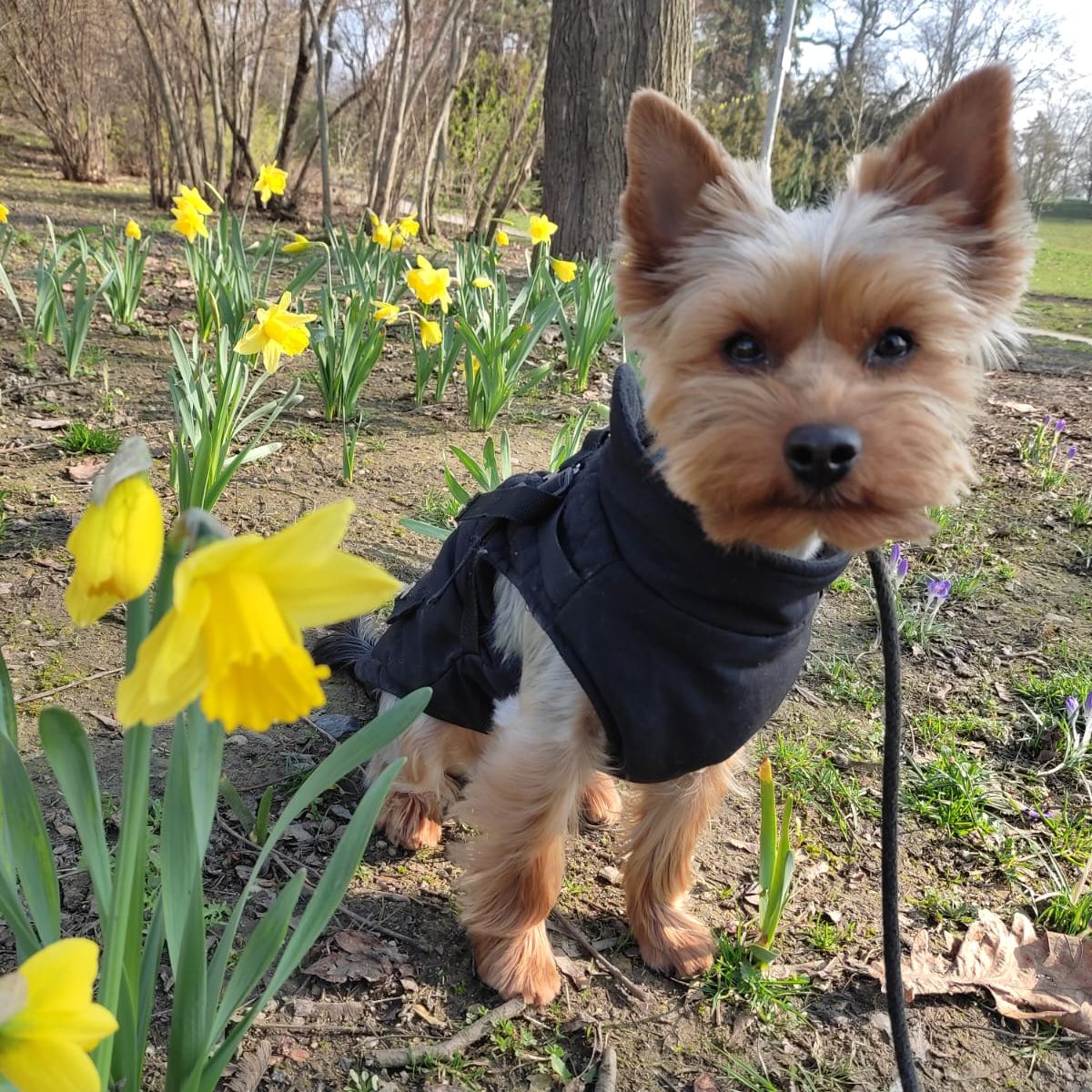 Soutěžní fotografie - Daisy,  Yorkšírský terier