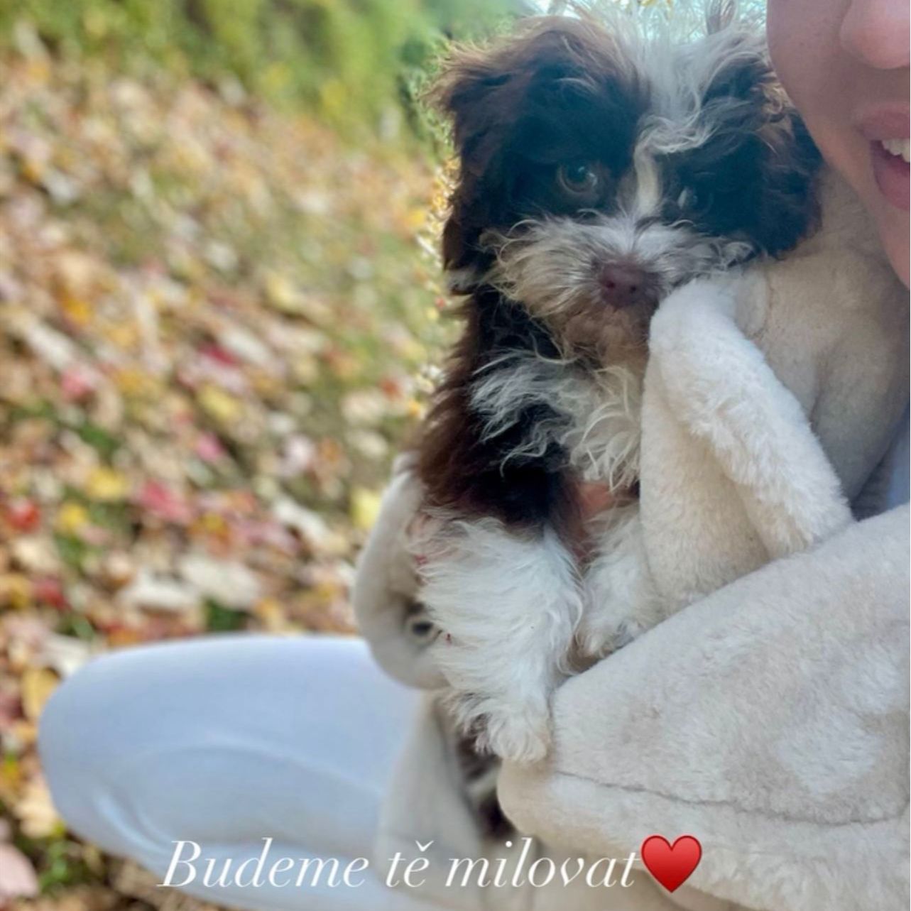 Soutěžní fotografie - Stellinka,  Ruská barevná bolonka