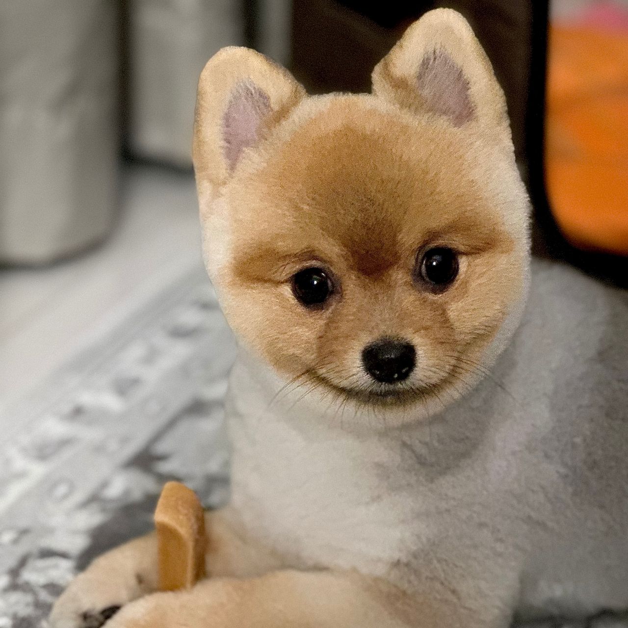 Soutěžní fotografie - Muffin,  Ostatní
