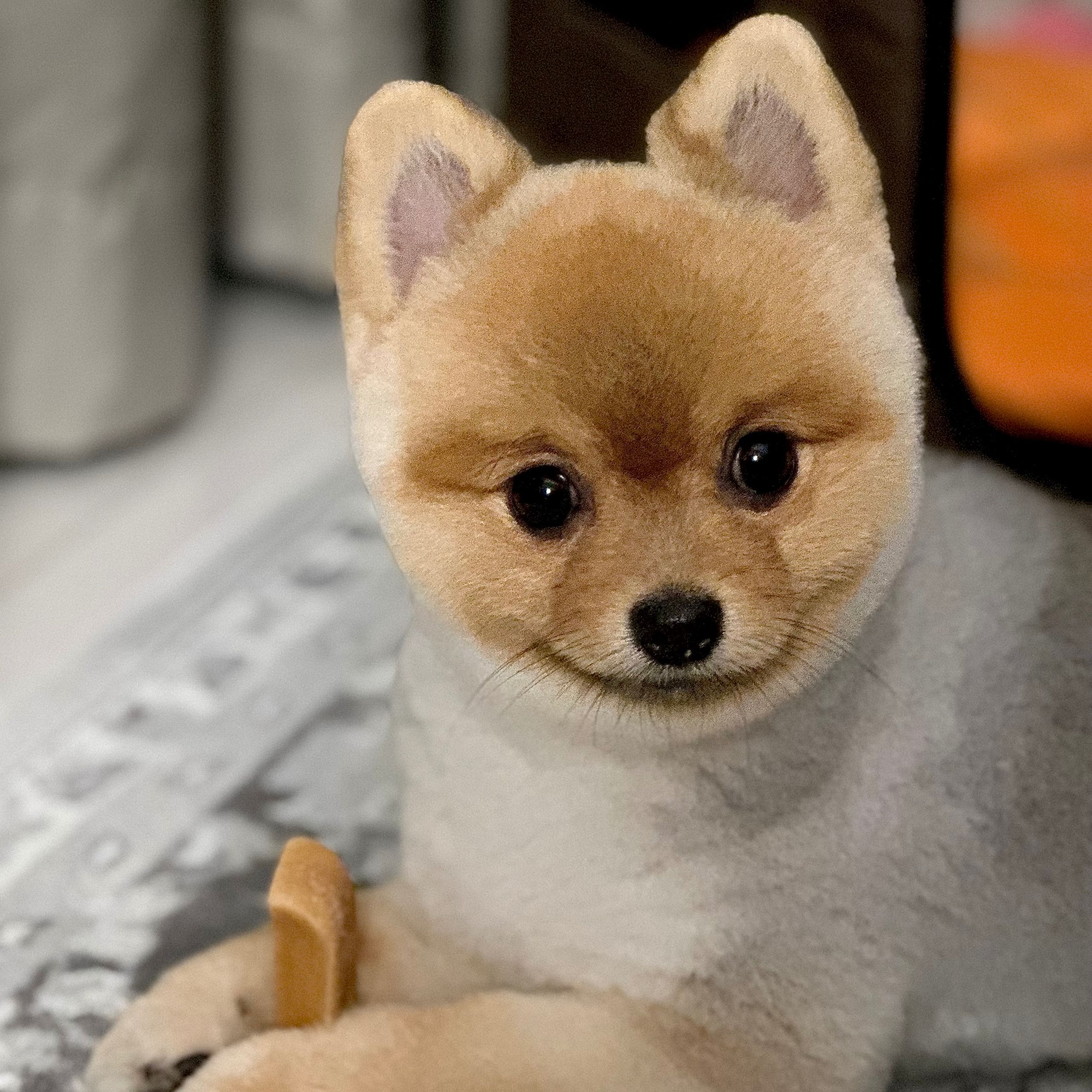 Soutěžní fotografie - Muffin,  Ostatní