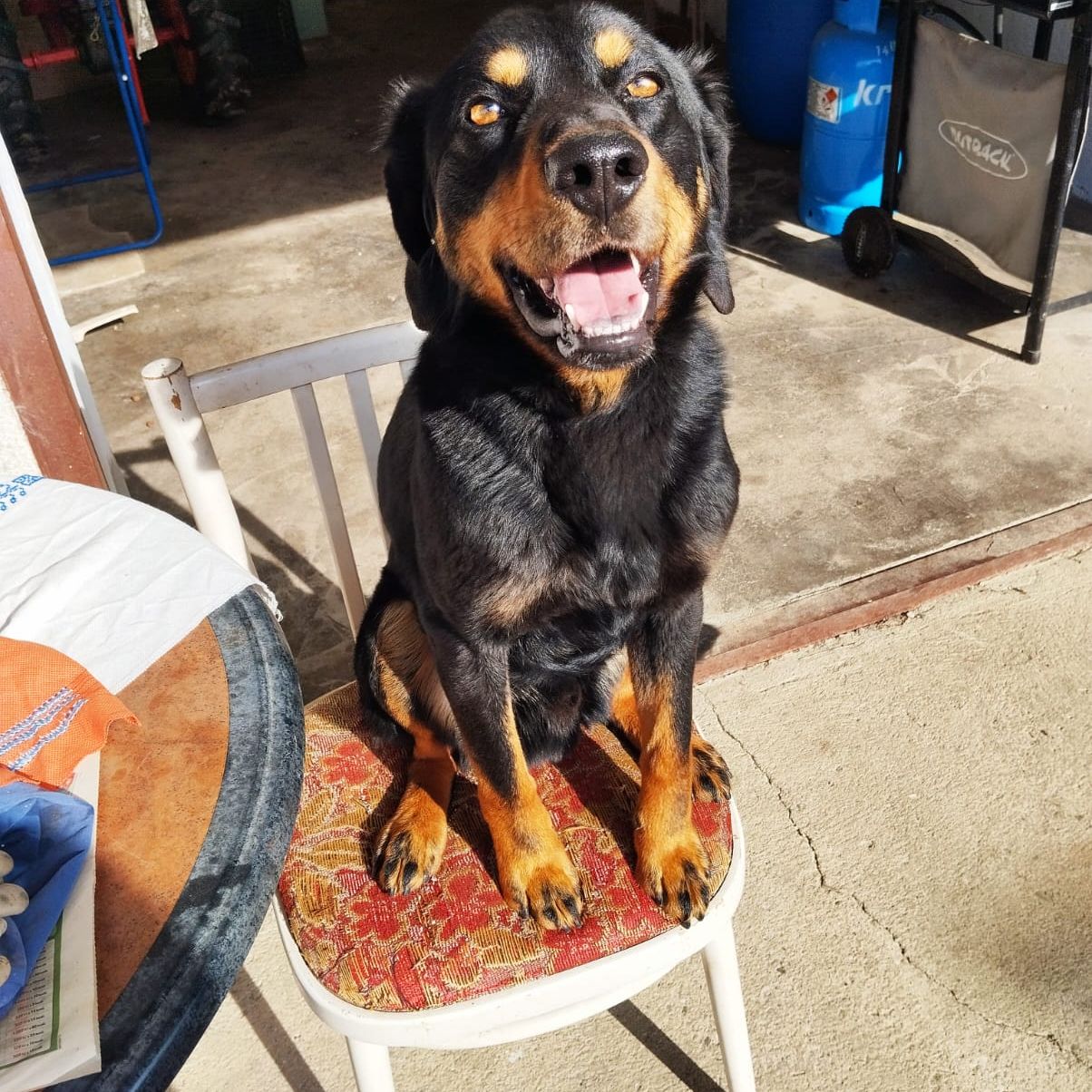 Soutěžní fotografie - Loki ,  Ostatní