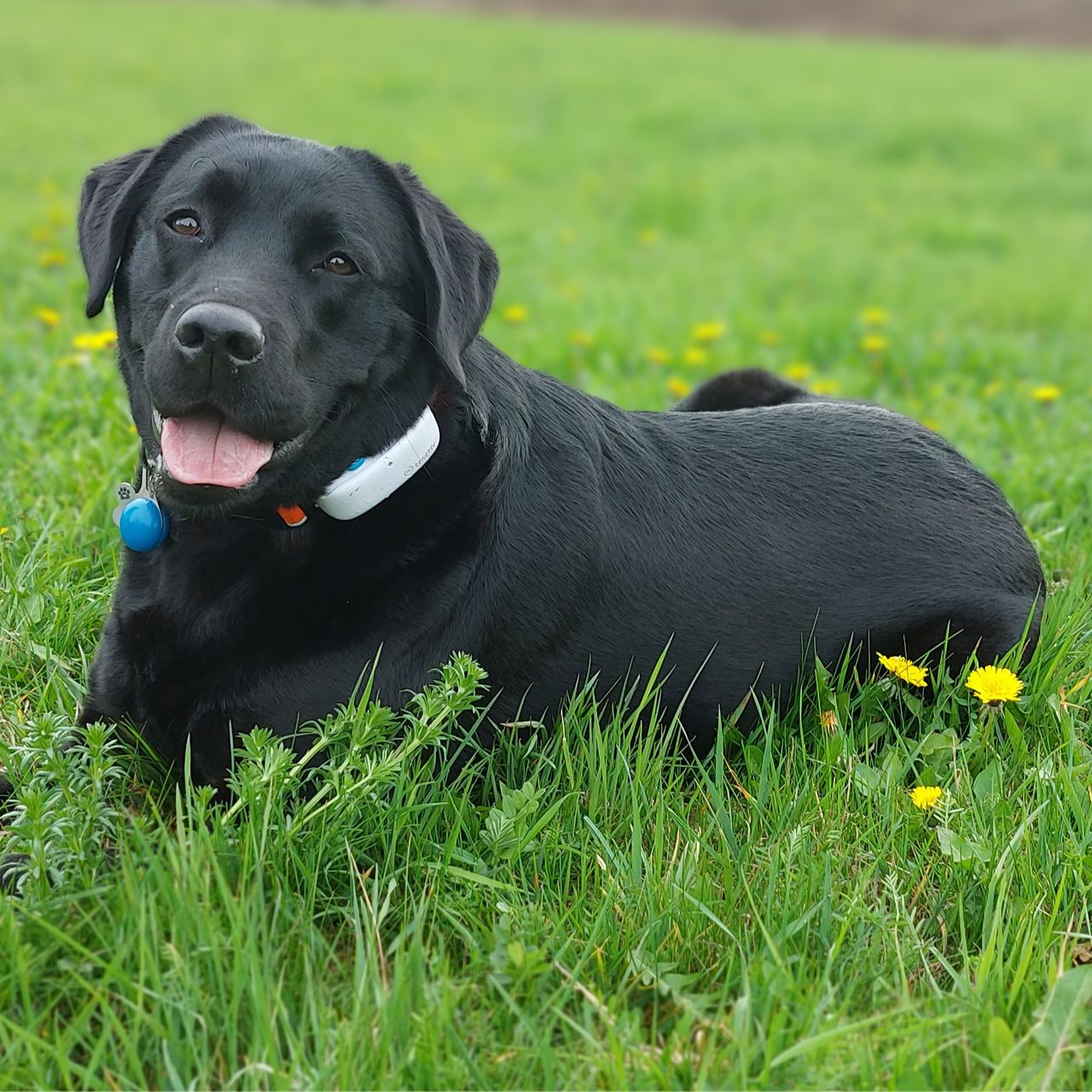 Soutěžní fotografie - Bony,  Labradorský retriever