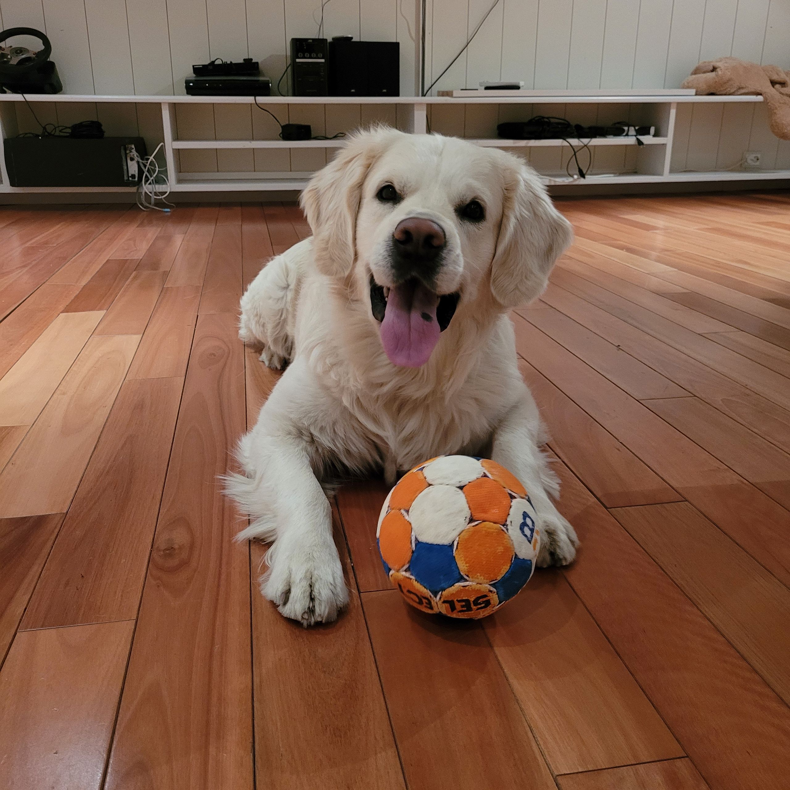 Soutěžní fotografie - Denny,  Zlatý retriever
