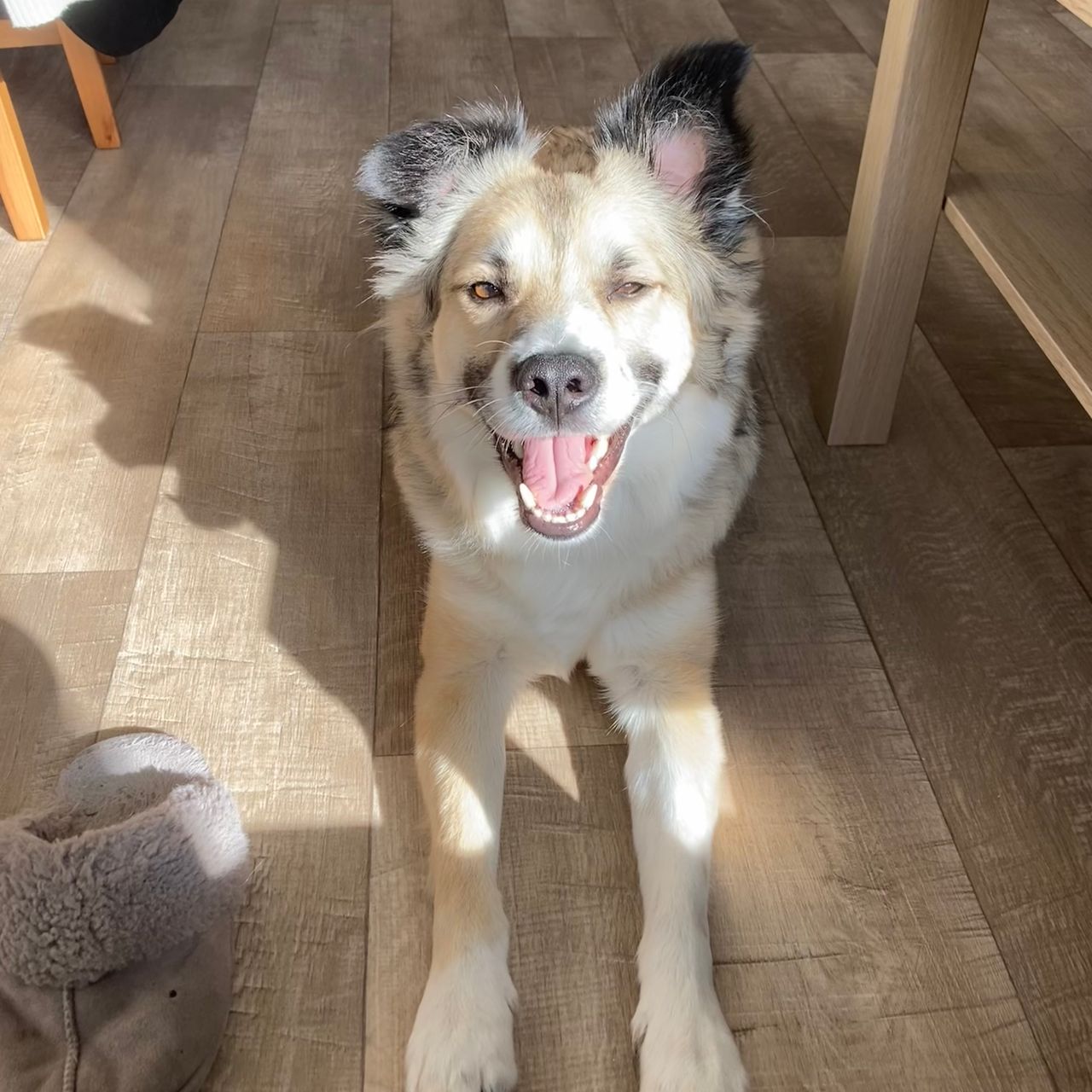 Soutěžní fotografie - Loki,  Ostatní