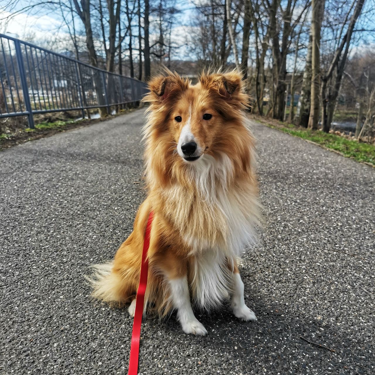 Soutěžní fotografie - Barney,  Sheltie