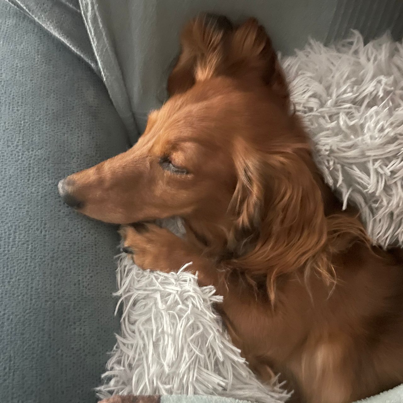 Soutěžní fotografie - Maggie,  Jezevčík