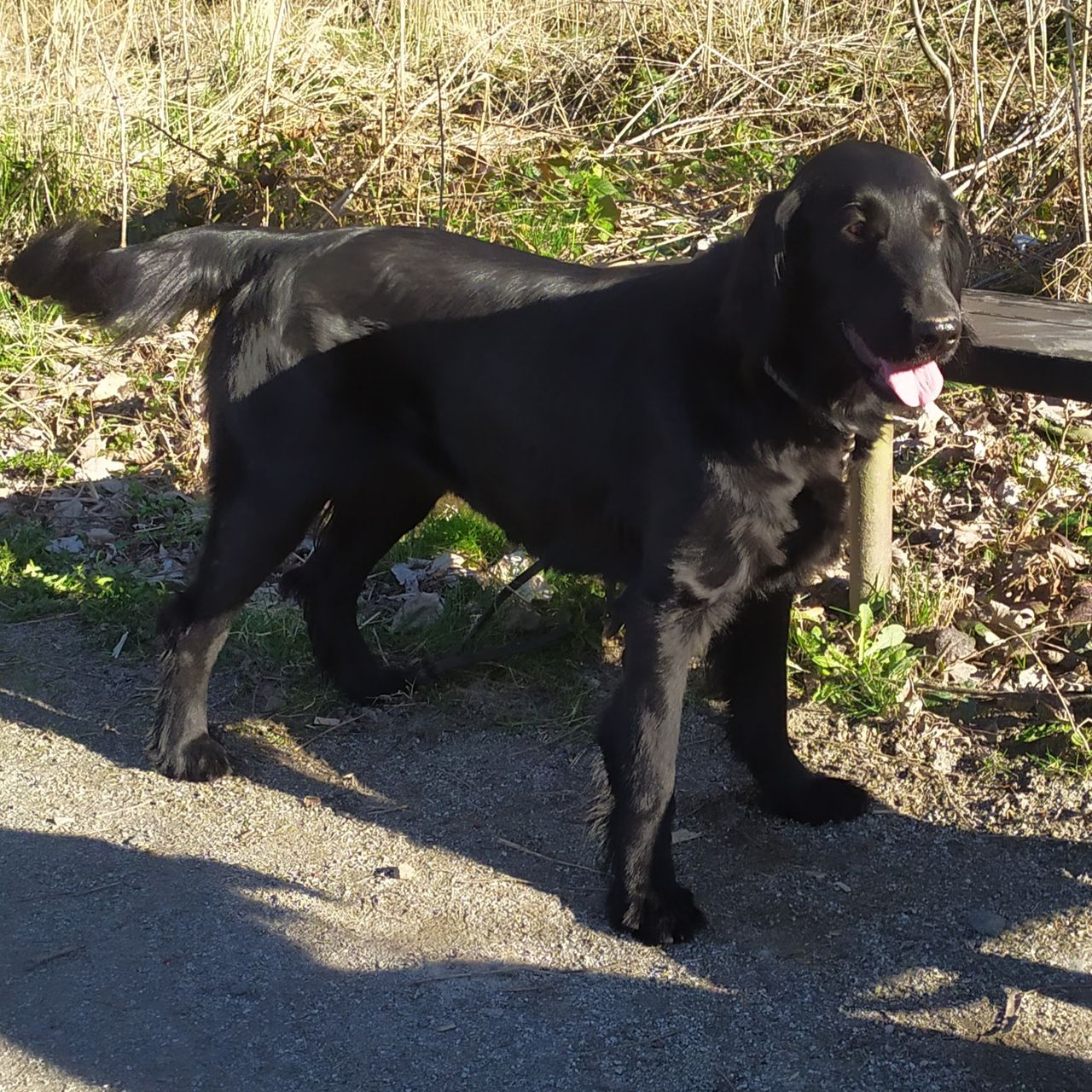Soutěžní fotografie - Luna,  Flat Coated Retriever
