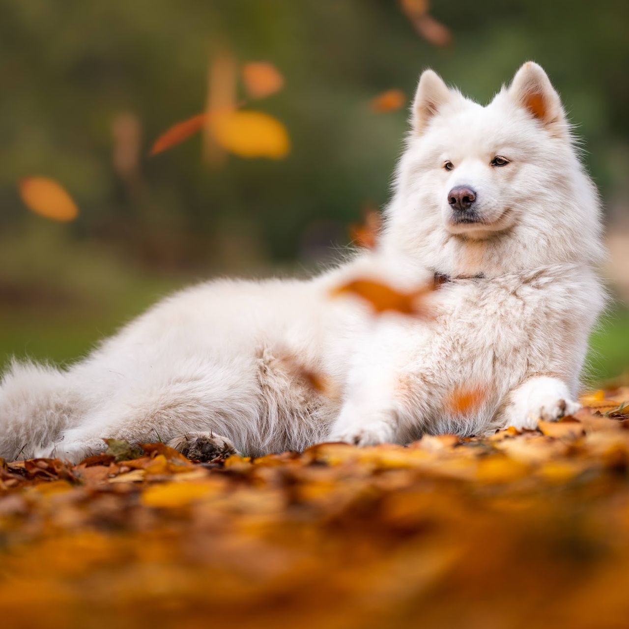 Soutěžní fotografie - Flora,  Samojed