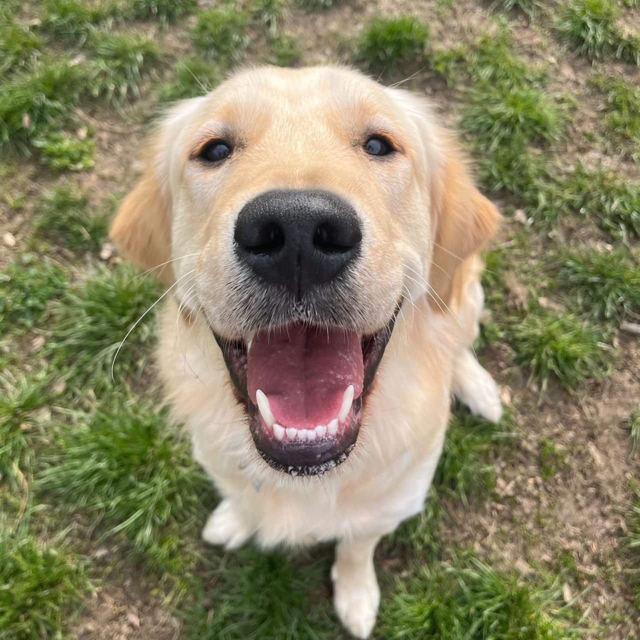 Soutěžní fotografie - Marley,  Zlatý retriever