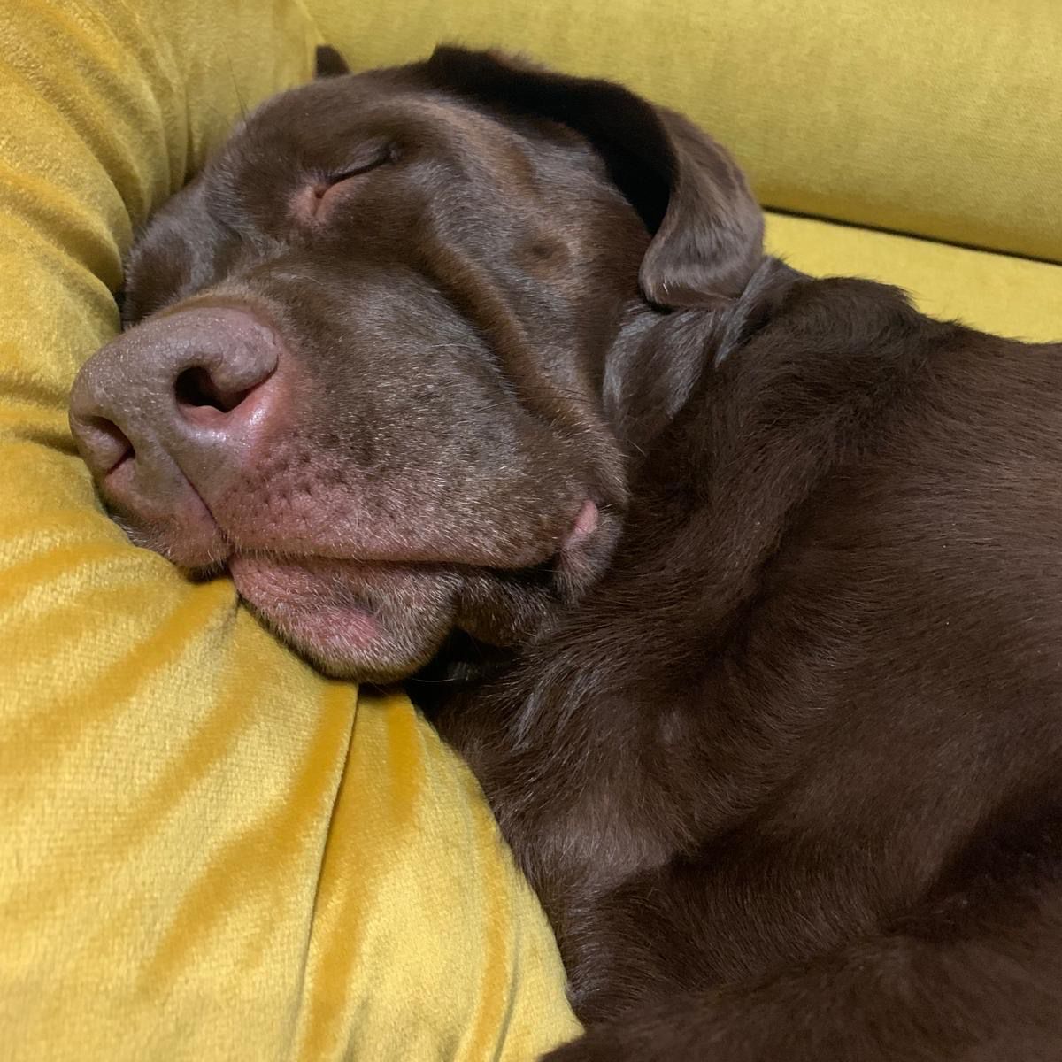 Soutěžní fotografie - Minnie,  Labradorský retriever