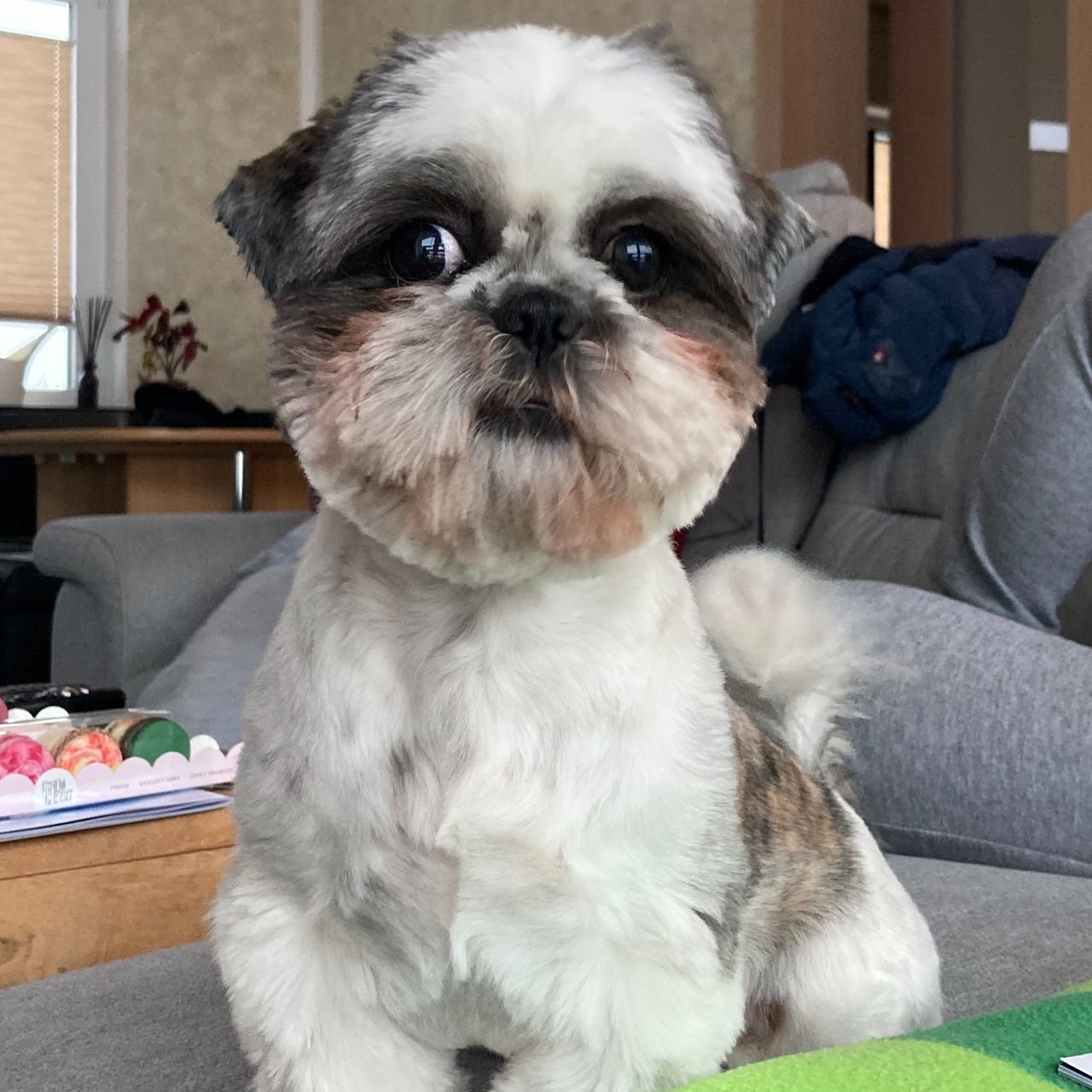 Soutěžní fotografie - Cherry,  Shih-tzu