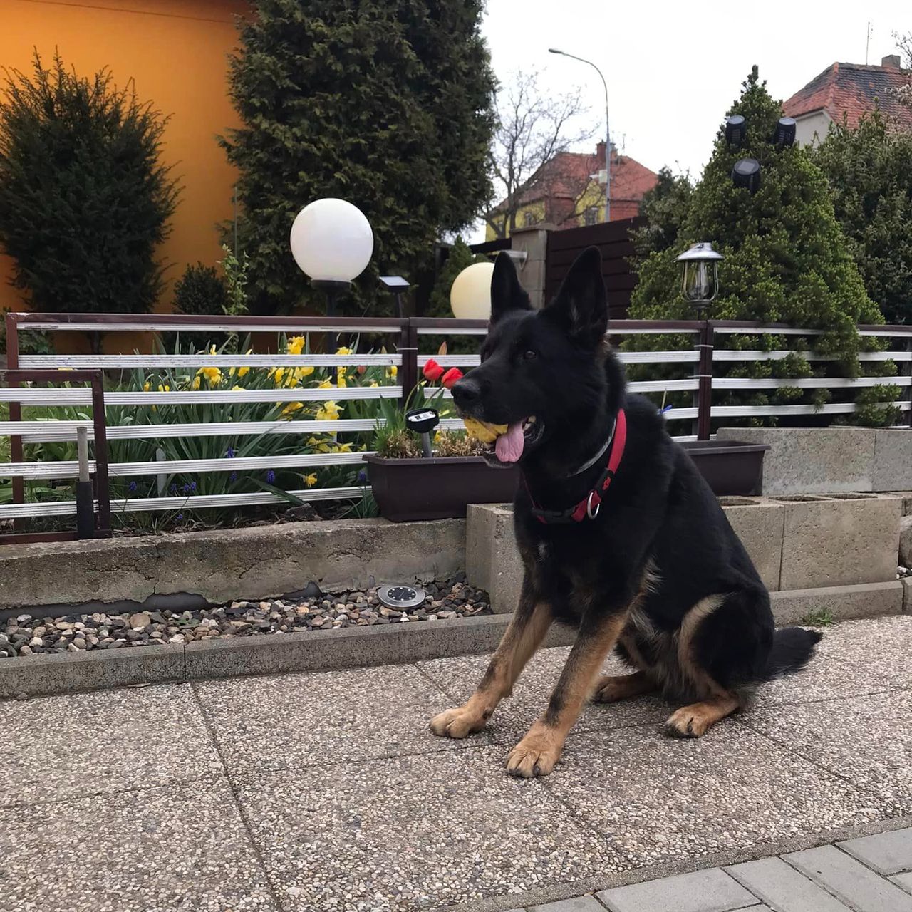 Soutěžní fotografie - Bady Atanerpost,  Československý vlčák