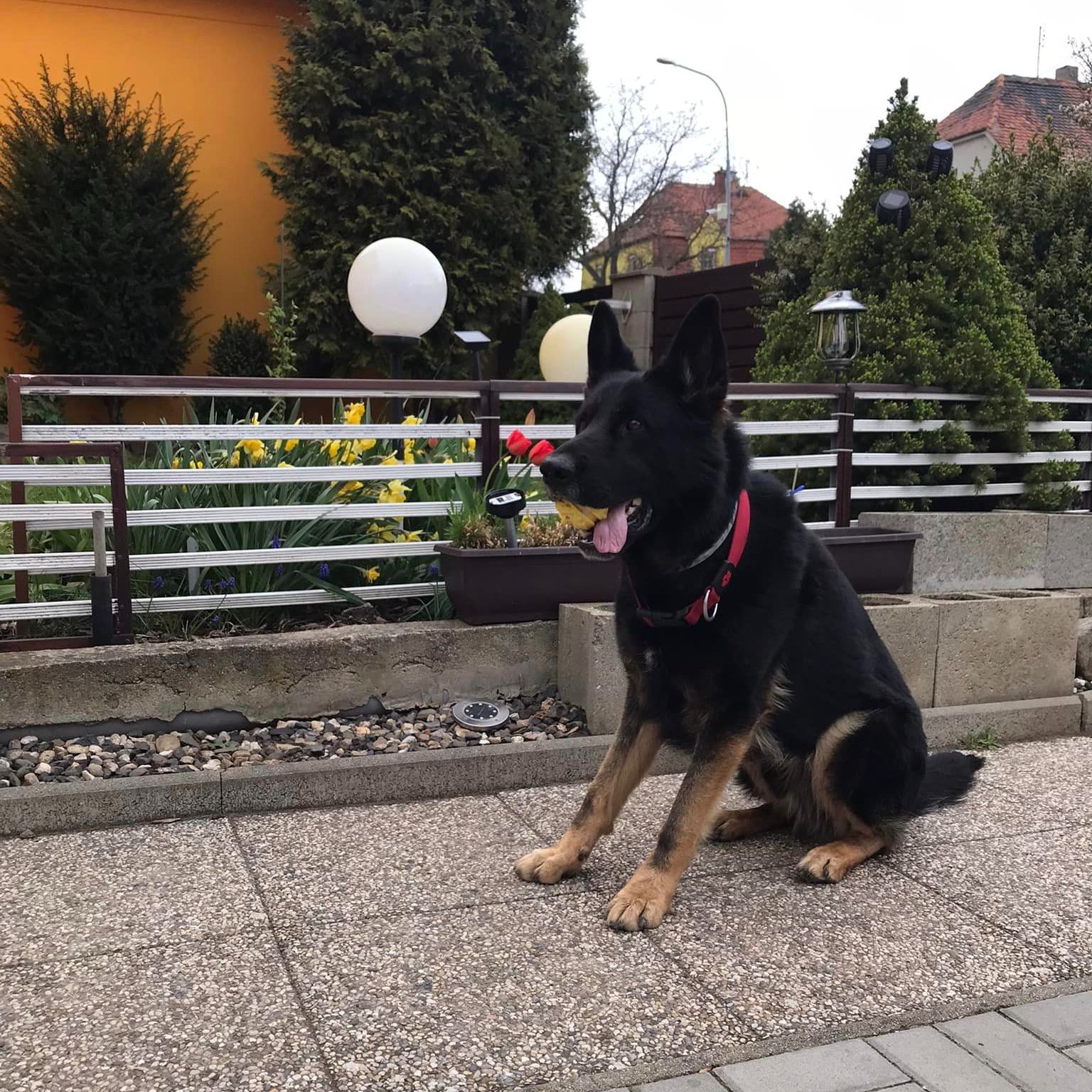 Soutěžní fotografie - Bady Atanerpost,  Československý vlčák