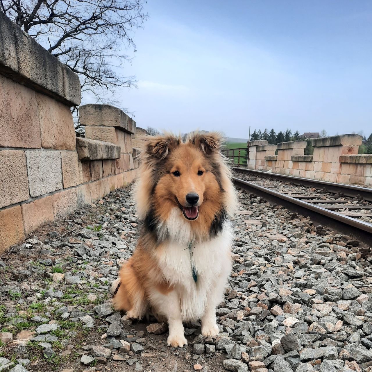 Soutěžní fotografie - Buddy,  Sheltie