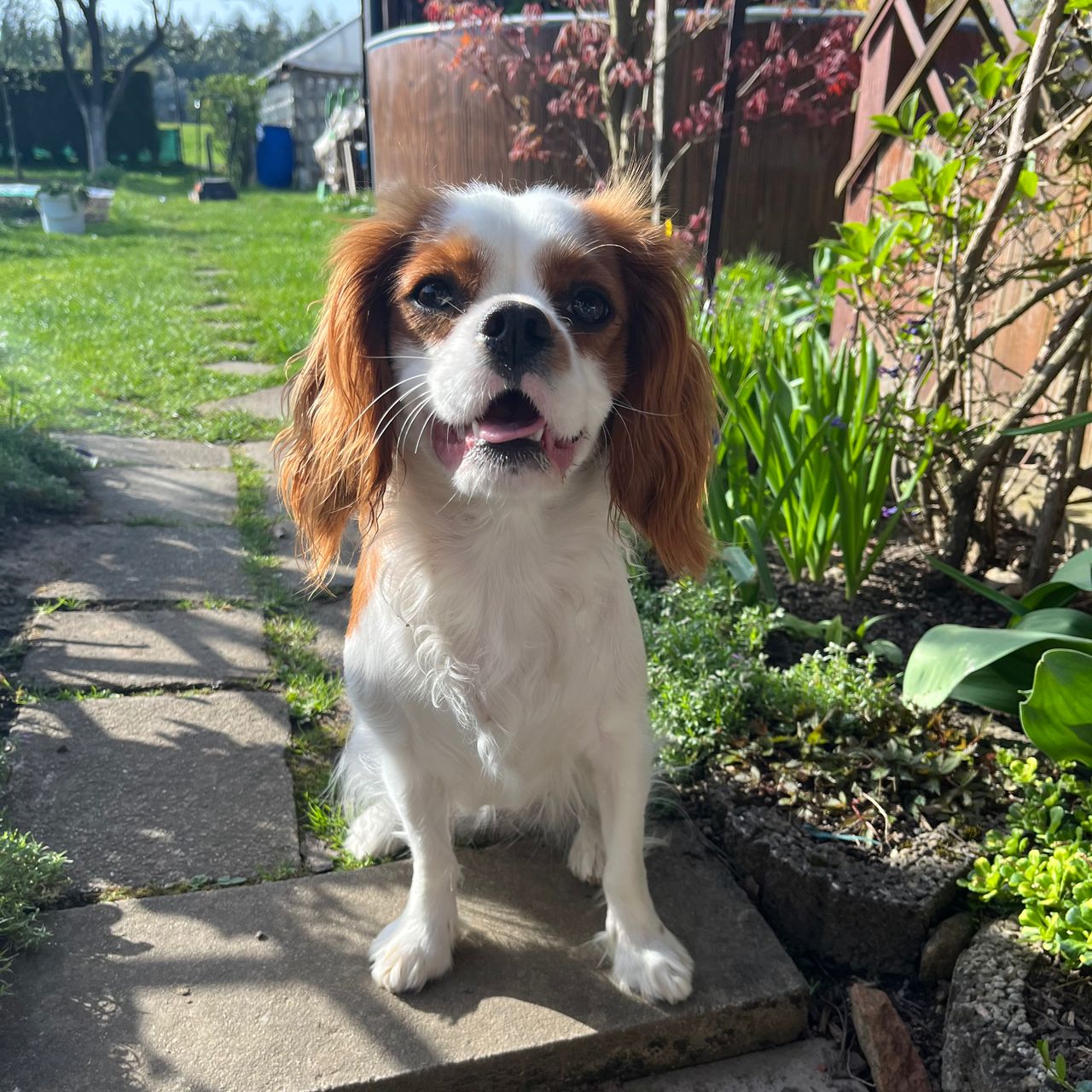 Soutěžní fotografie - Maggie,  Kavalír King Charles španěl