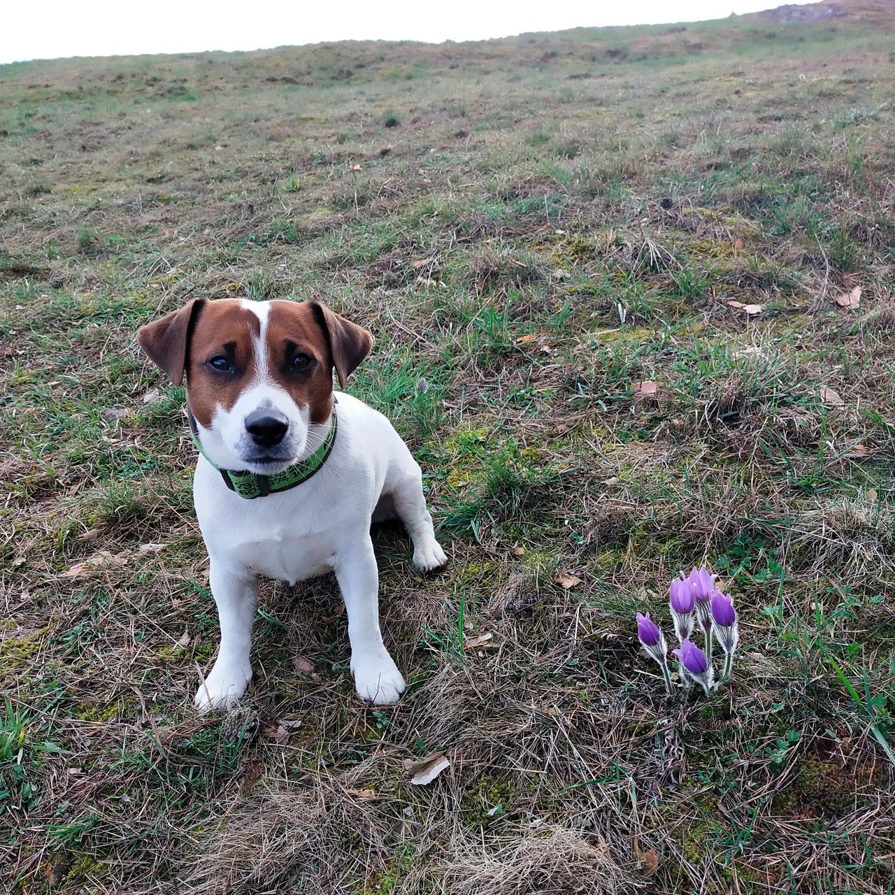Soutěžní fotografie - Bart Rasty Spytinowa,  Jack Russell Teriér