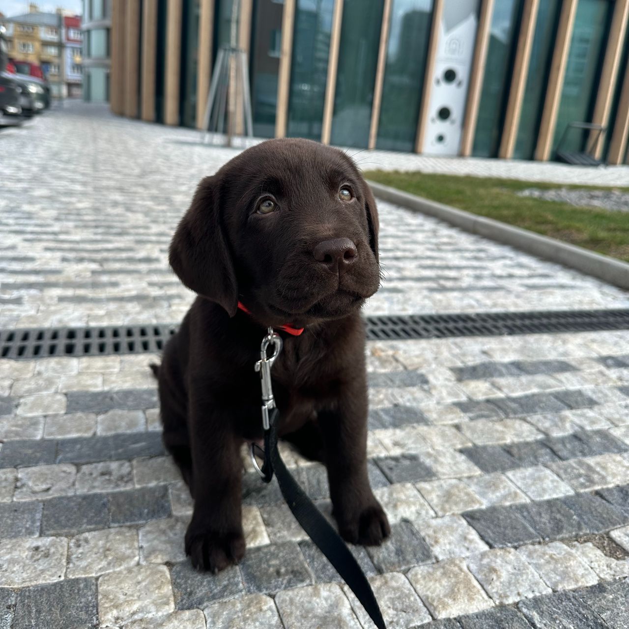 Soutěžní fotografie - Samík,  Labradorský retriever