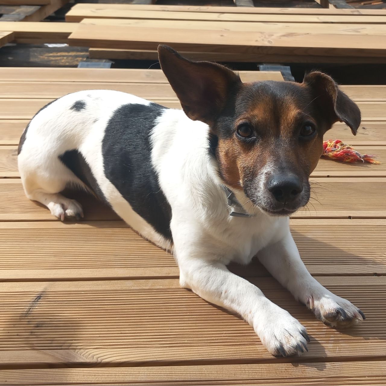 Soutěžní fotografie - Ringo,  Jack Russell Teriér