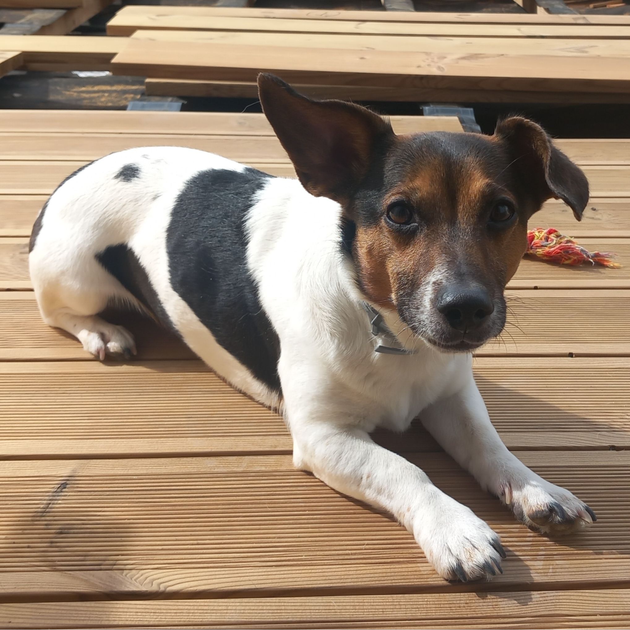 Soutěžní fotografie - Ringo,  Jack Russell Teriér