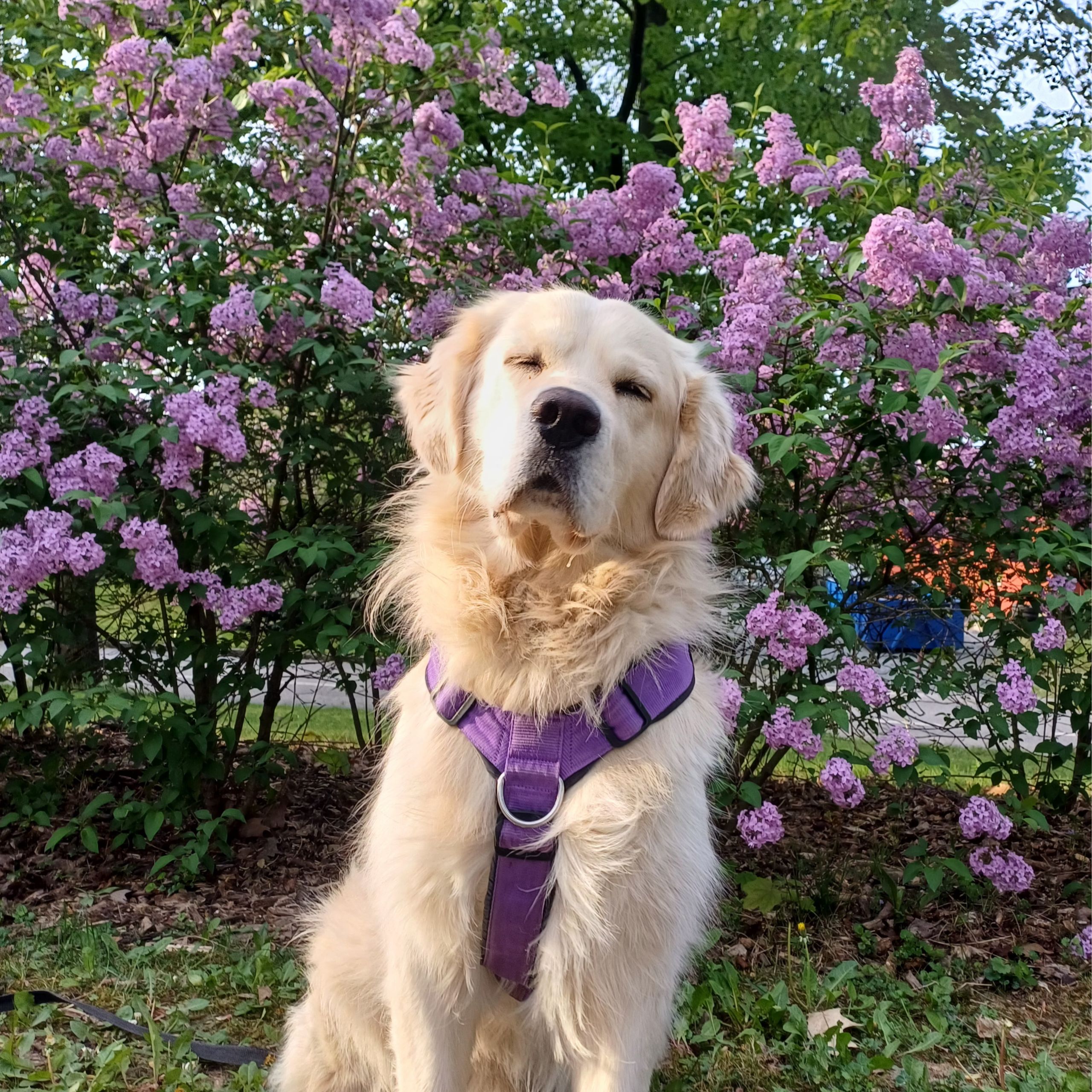 Soutěžní fotografie - Loki,  Zlatý retriever