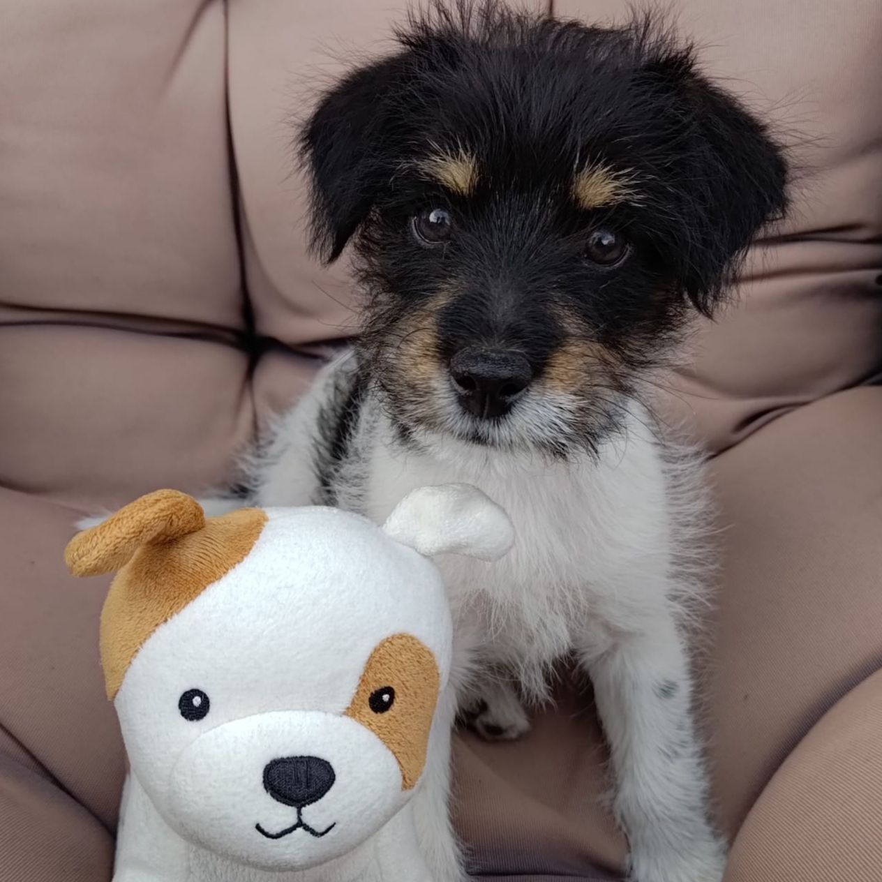 Soutěžní fotografie - MIKE,  Jack Russell Teriér