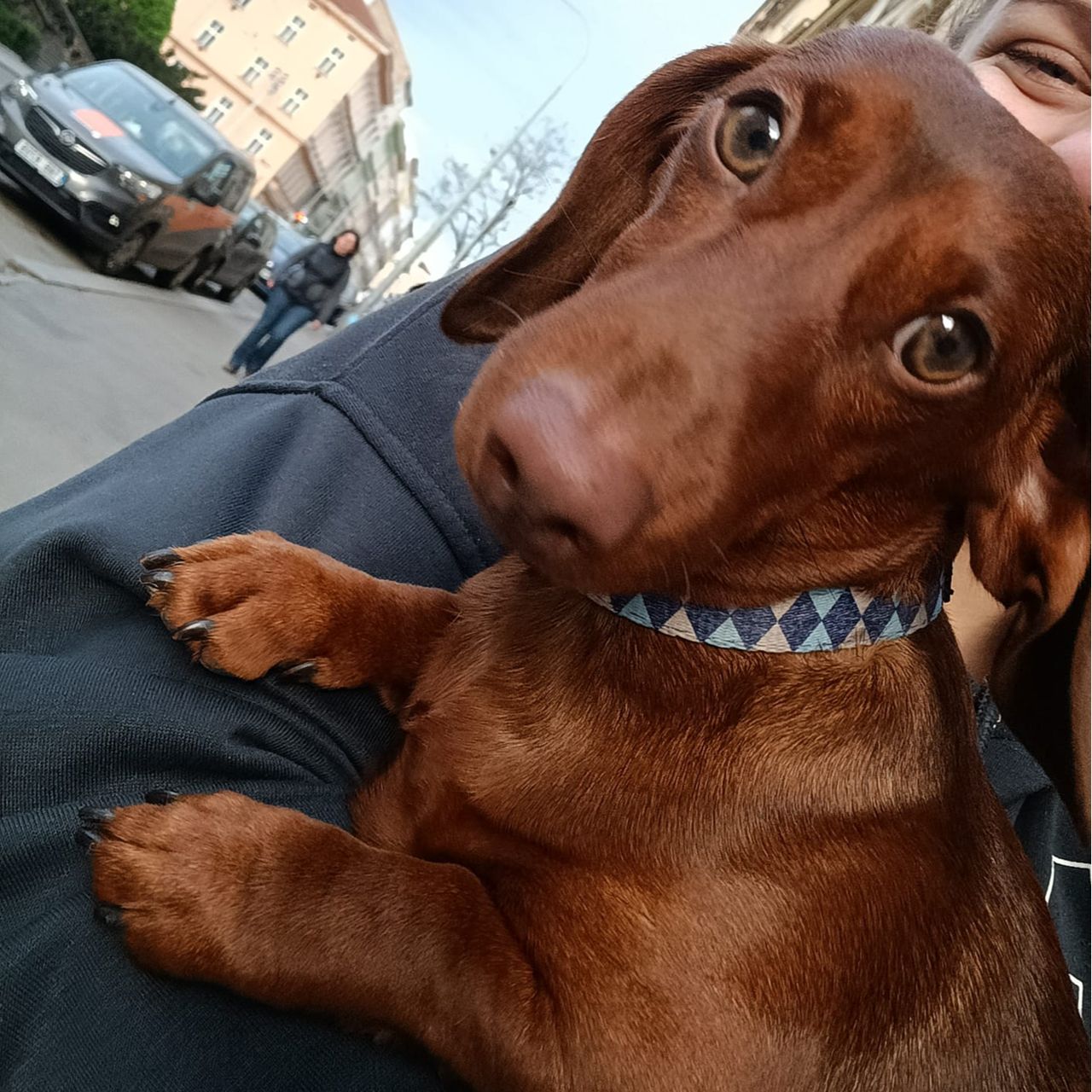 Soutěžní fotografie - Indy,  Jezevčík