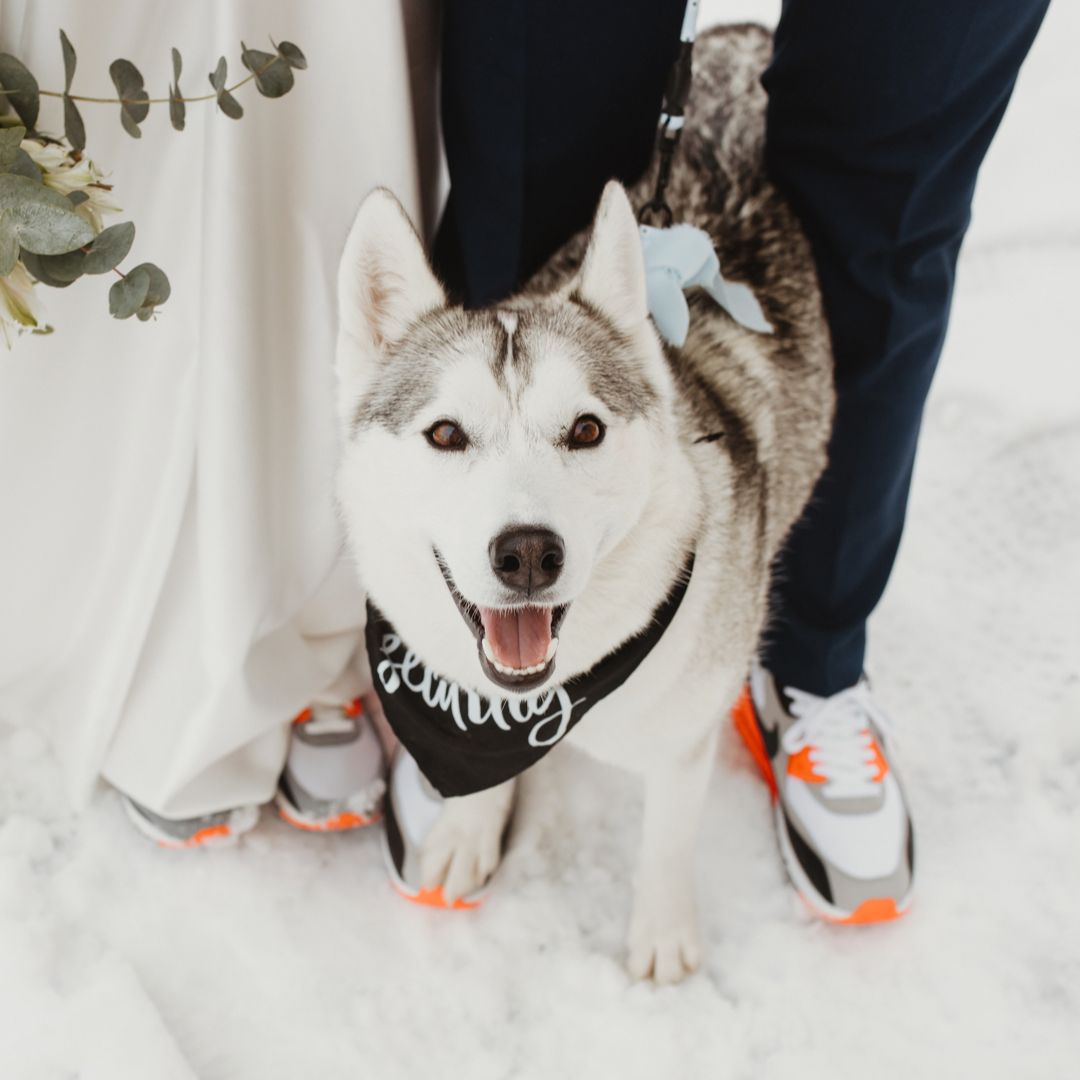 Soutěžní fotografie - Falco,  Sibiřský husky