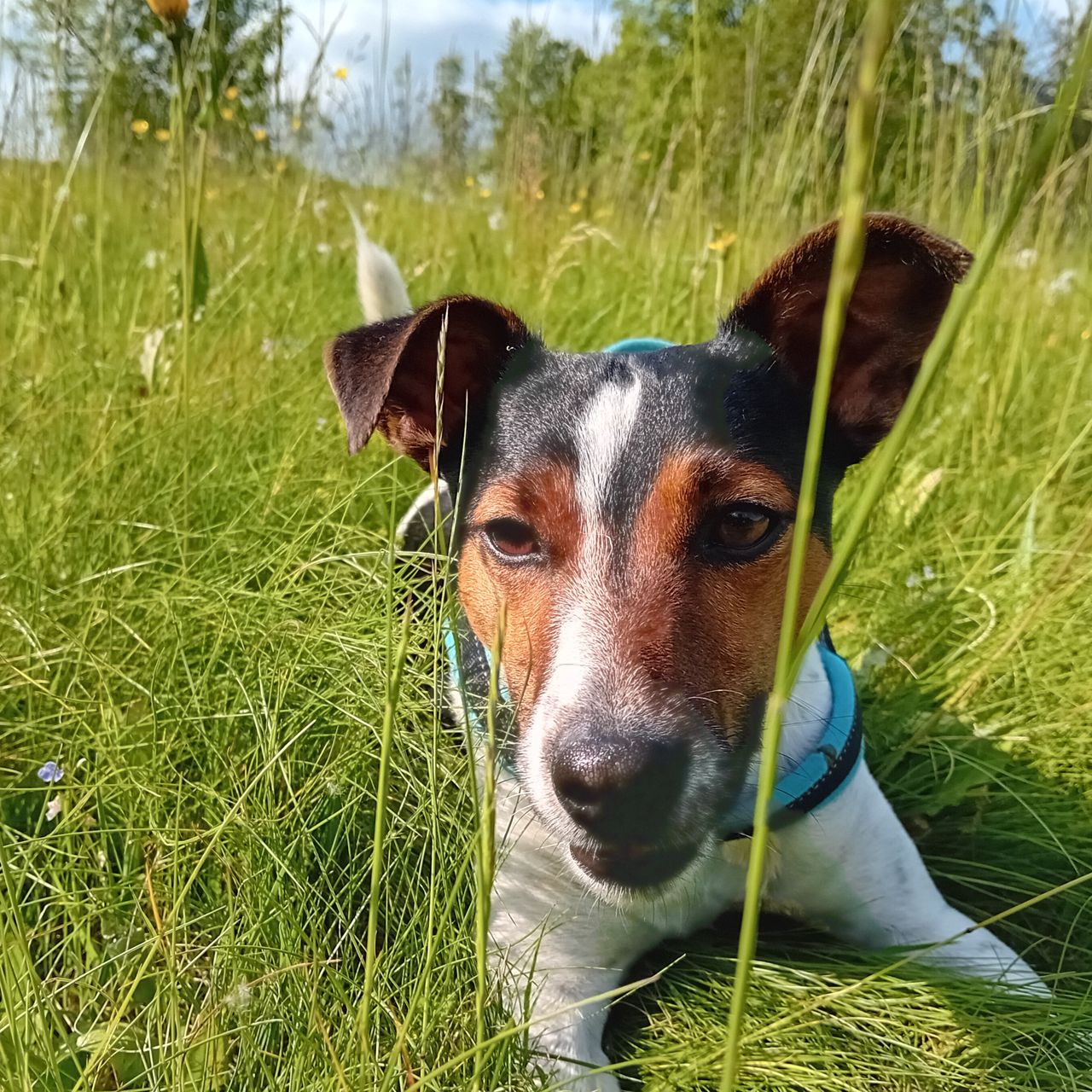 Soutěžní fotografie - Aran,  Jack Russell Teriér