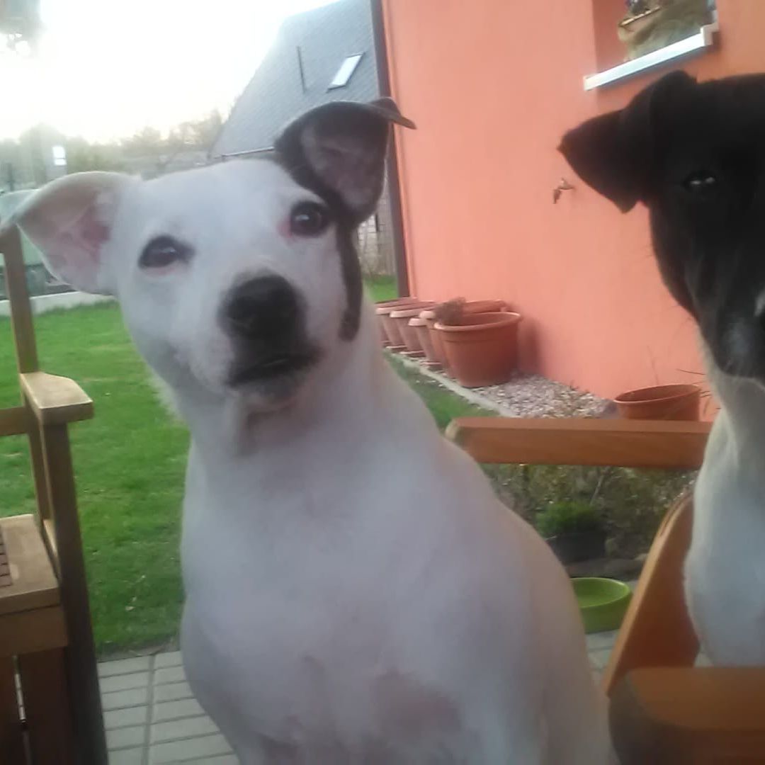 Soutěžní fotografie - Blondy,  Jack Russell Teriér