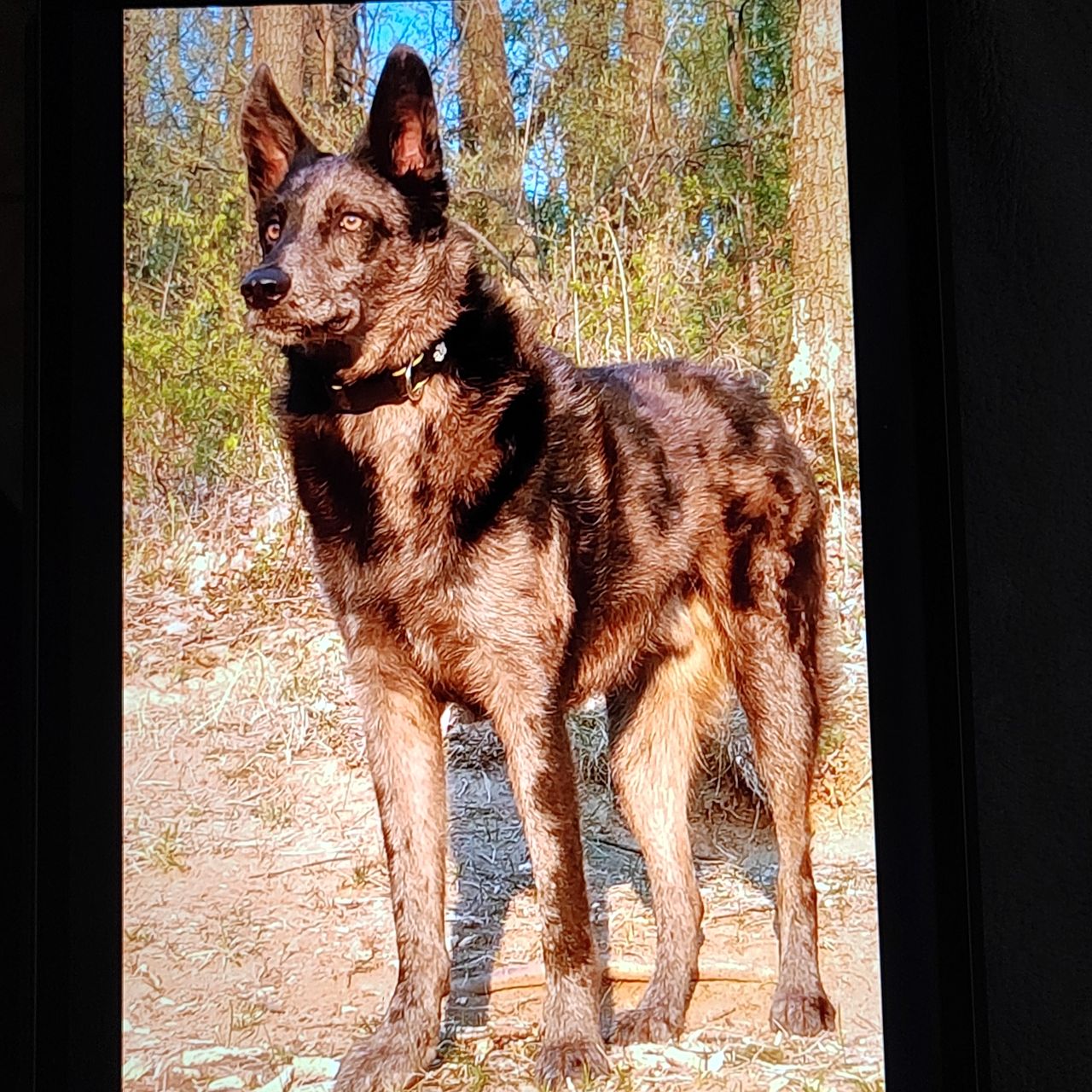 Soutěžní fotografie - Diego,  Ostatní
