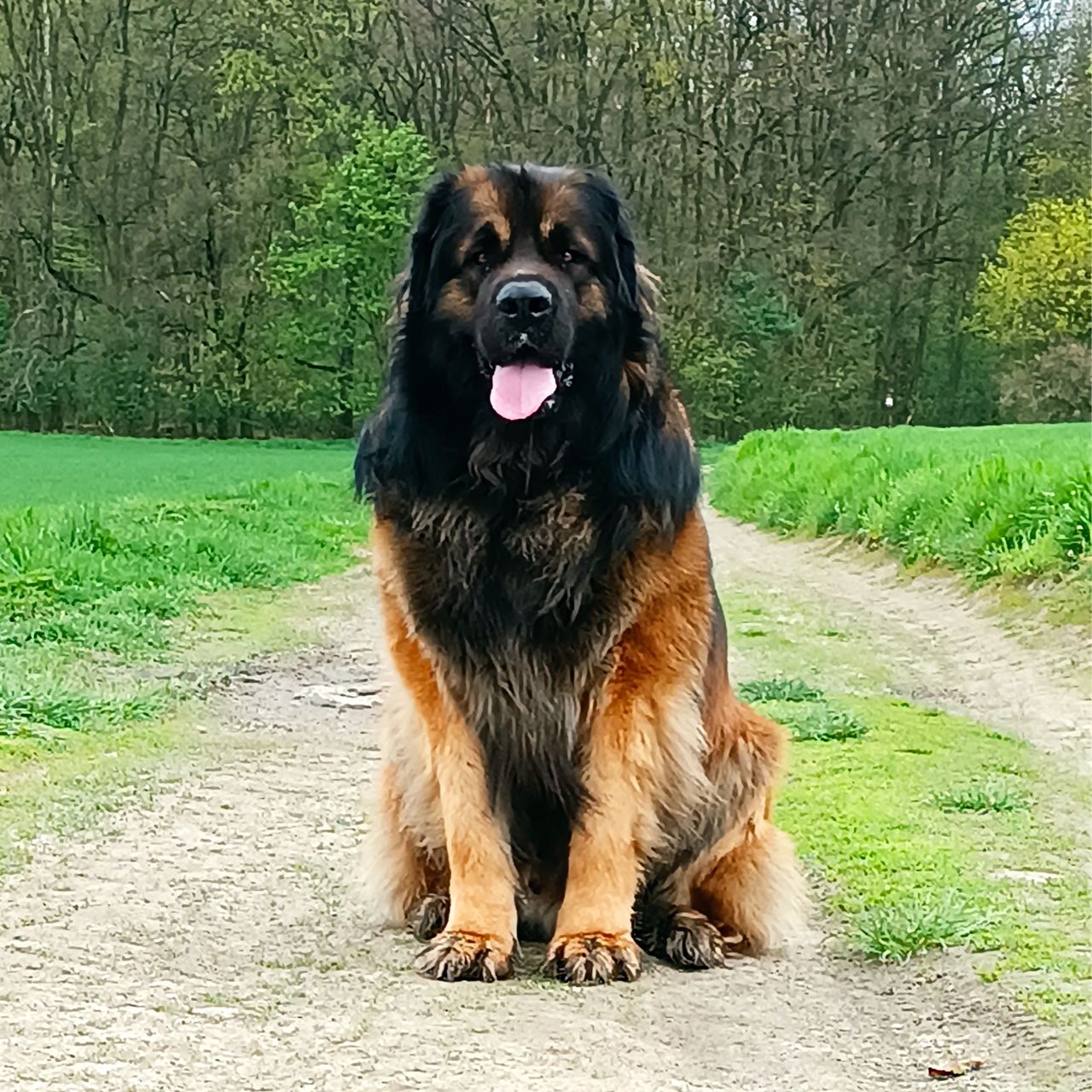 Soutěžní fotografie - César ,  Leonberger