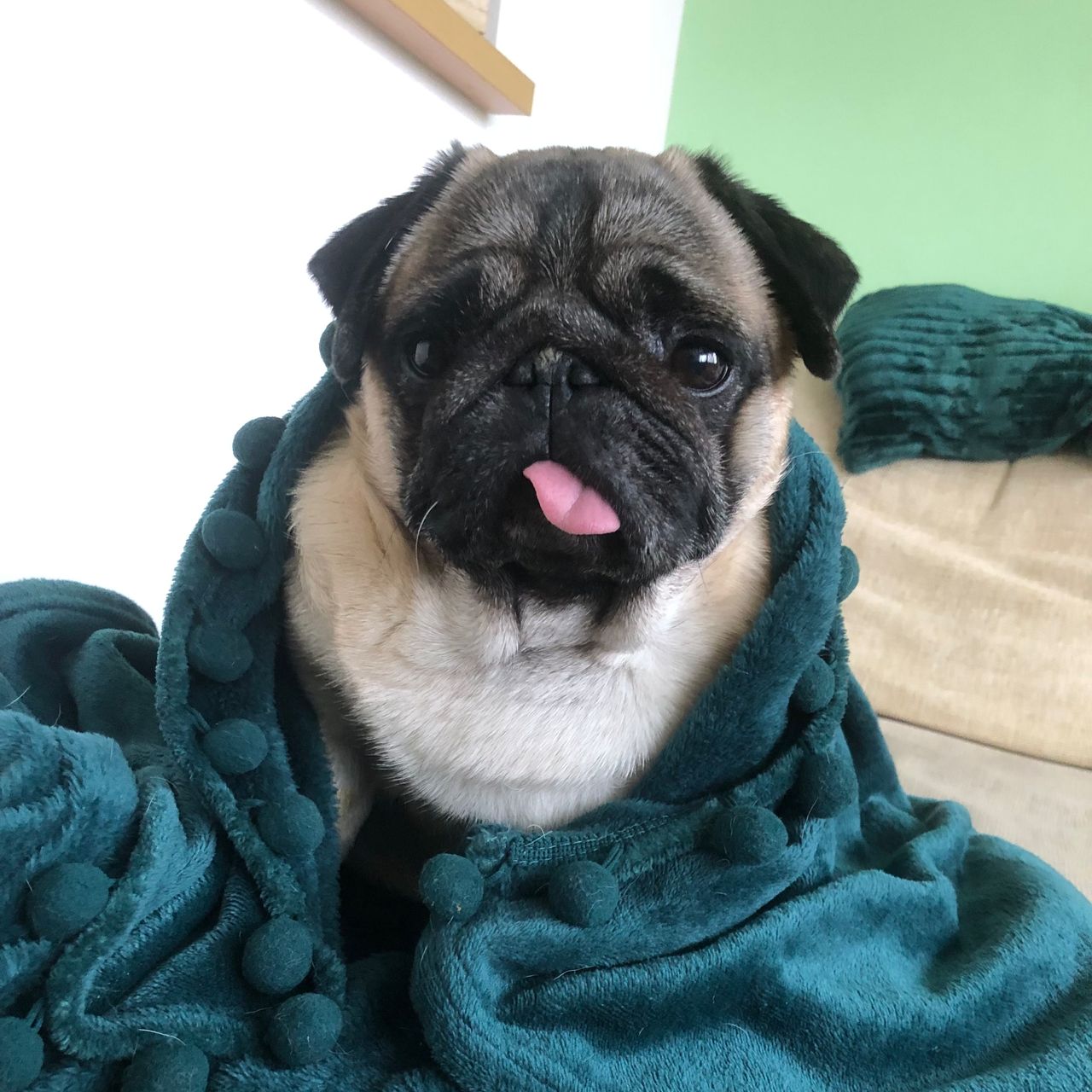 Soutěžní fotografie - Walda,  Mops