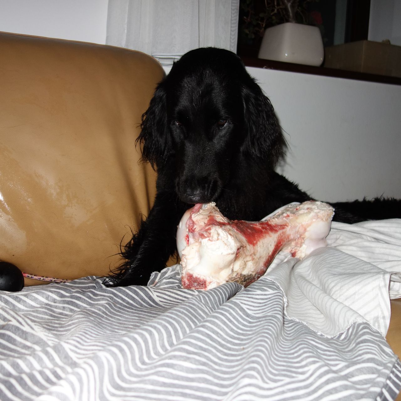 Soutěžní fotografie - Aranka,  Flat Coated Retriever