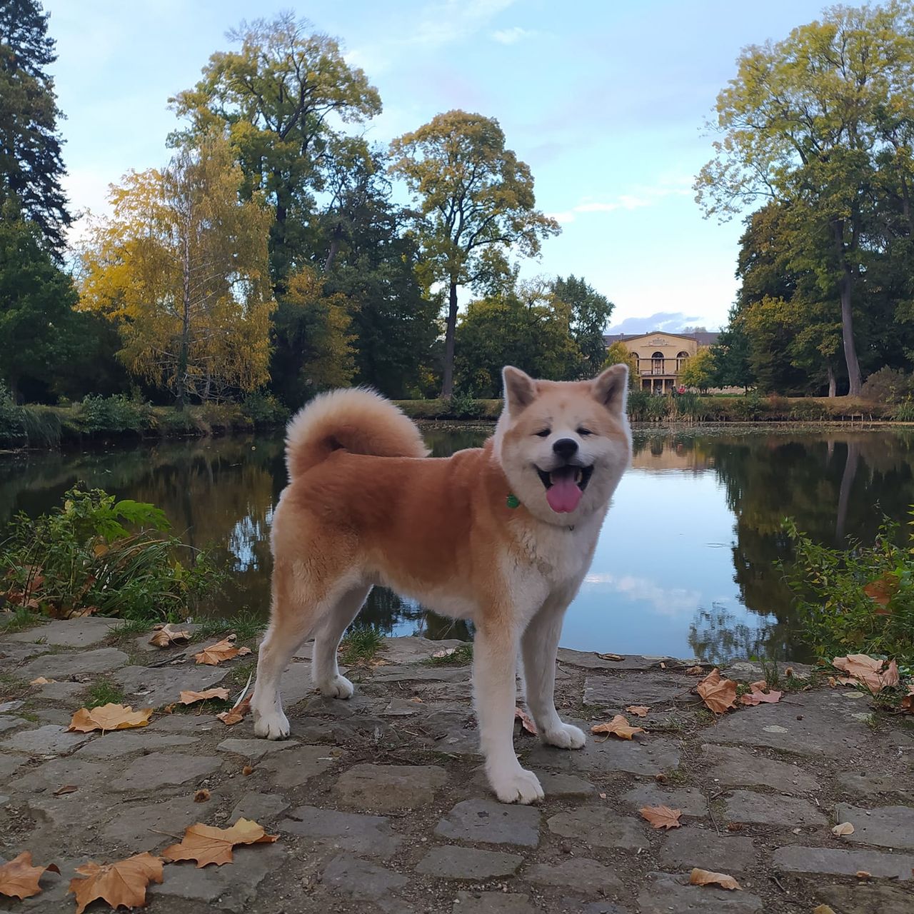 Soutěžní fotografie - AKAI,  Akita