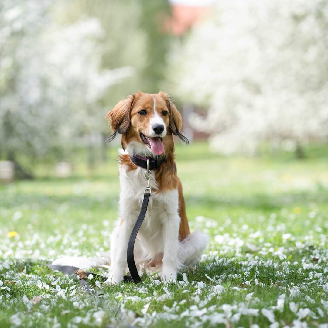 Soutěžní fotografie - Abbie,  Kooikerhondje