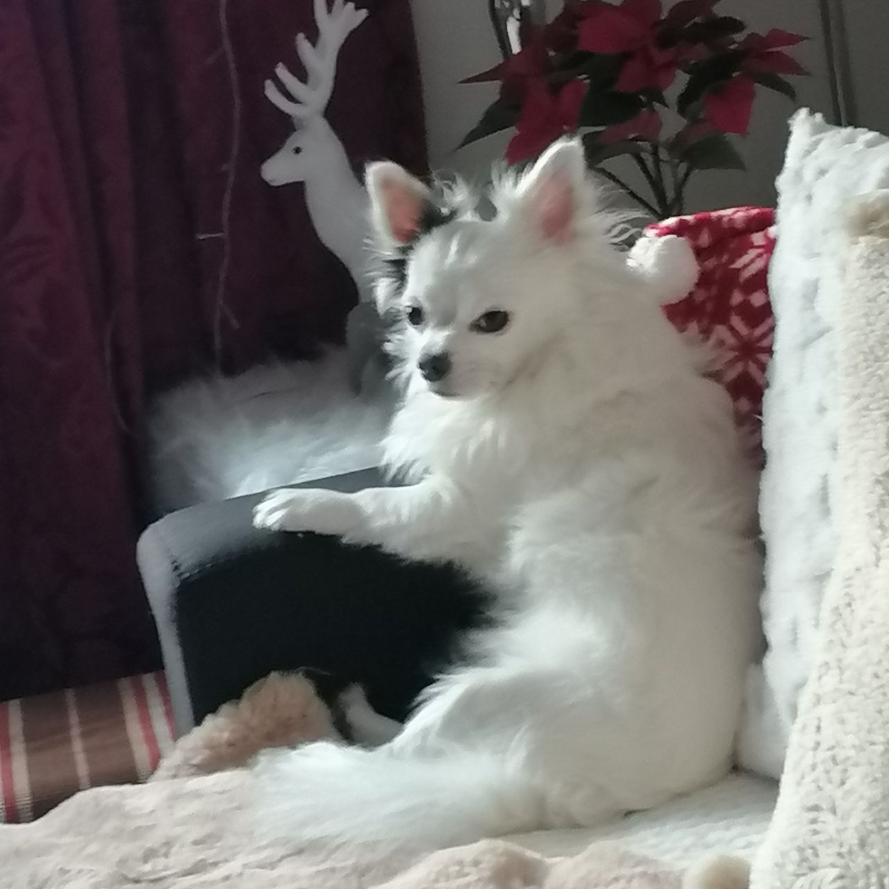 Soutěžní fotografie - Charli,  Čivava dlouhosrstá