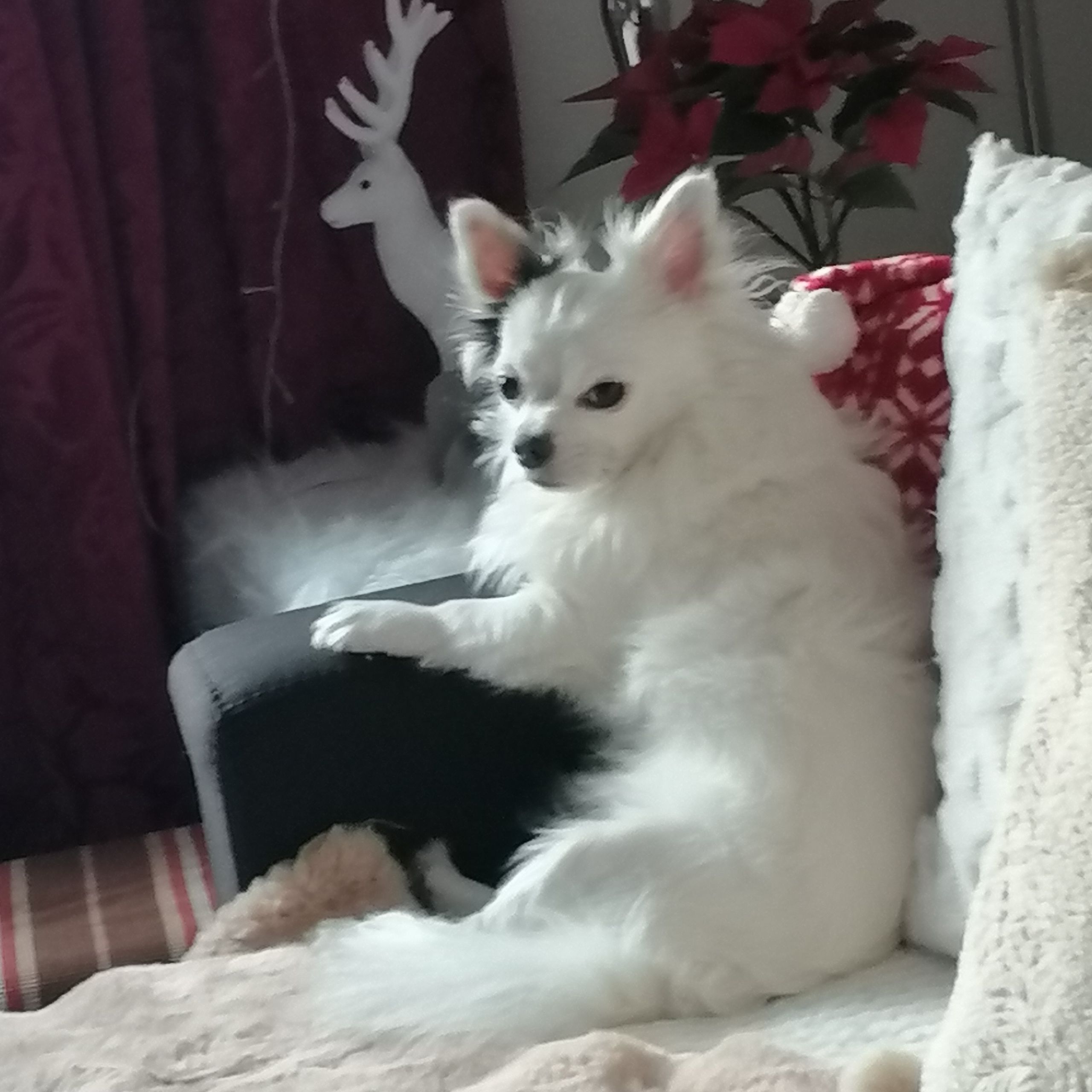 Soutěžní fotografie - Charli,  Čivava dlouhosrstá