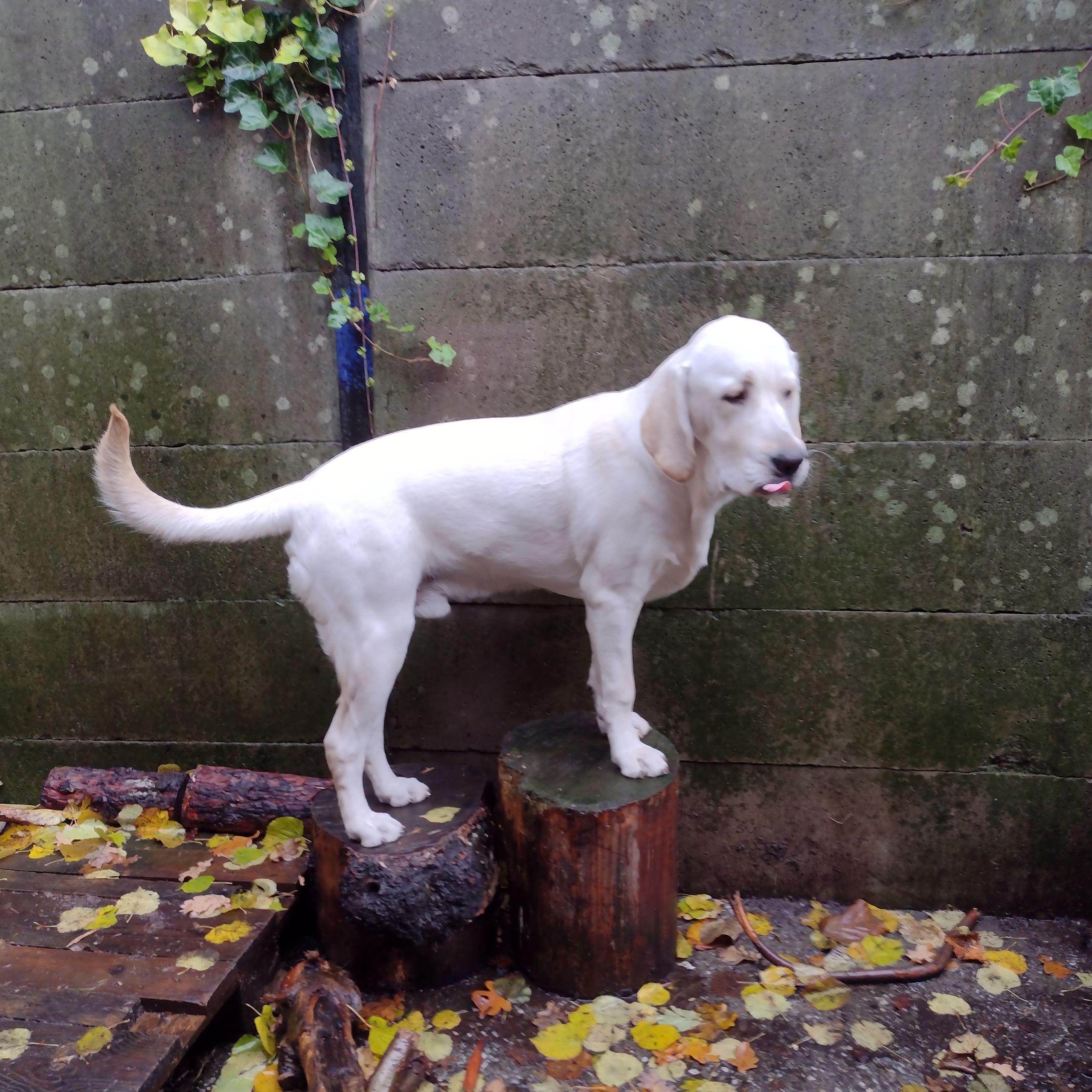 Soutěžní fotografie - Donnie,  Labradorský retriever