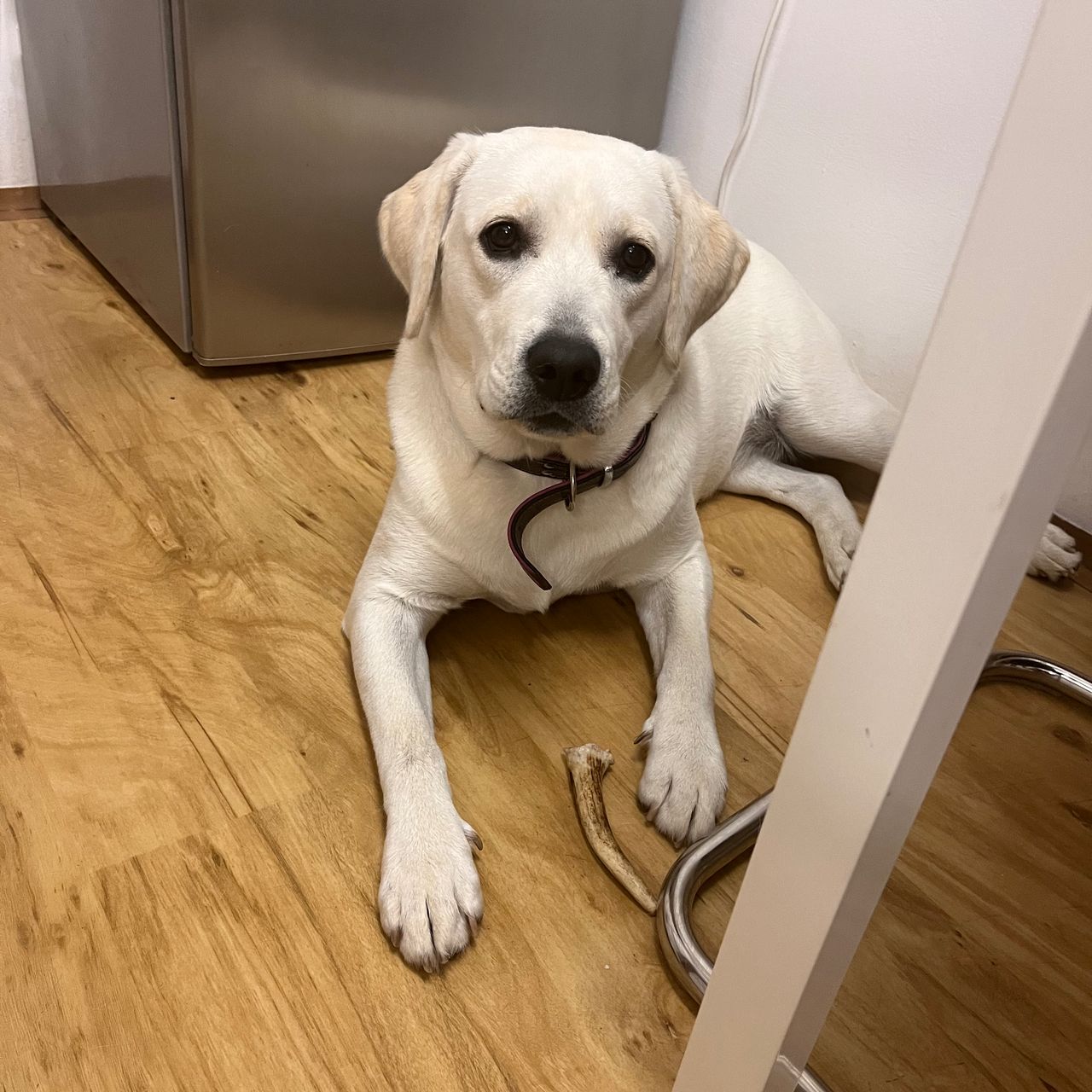 Soutěžní fotografie - Lusy,  Labradorský retriever