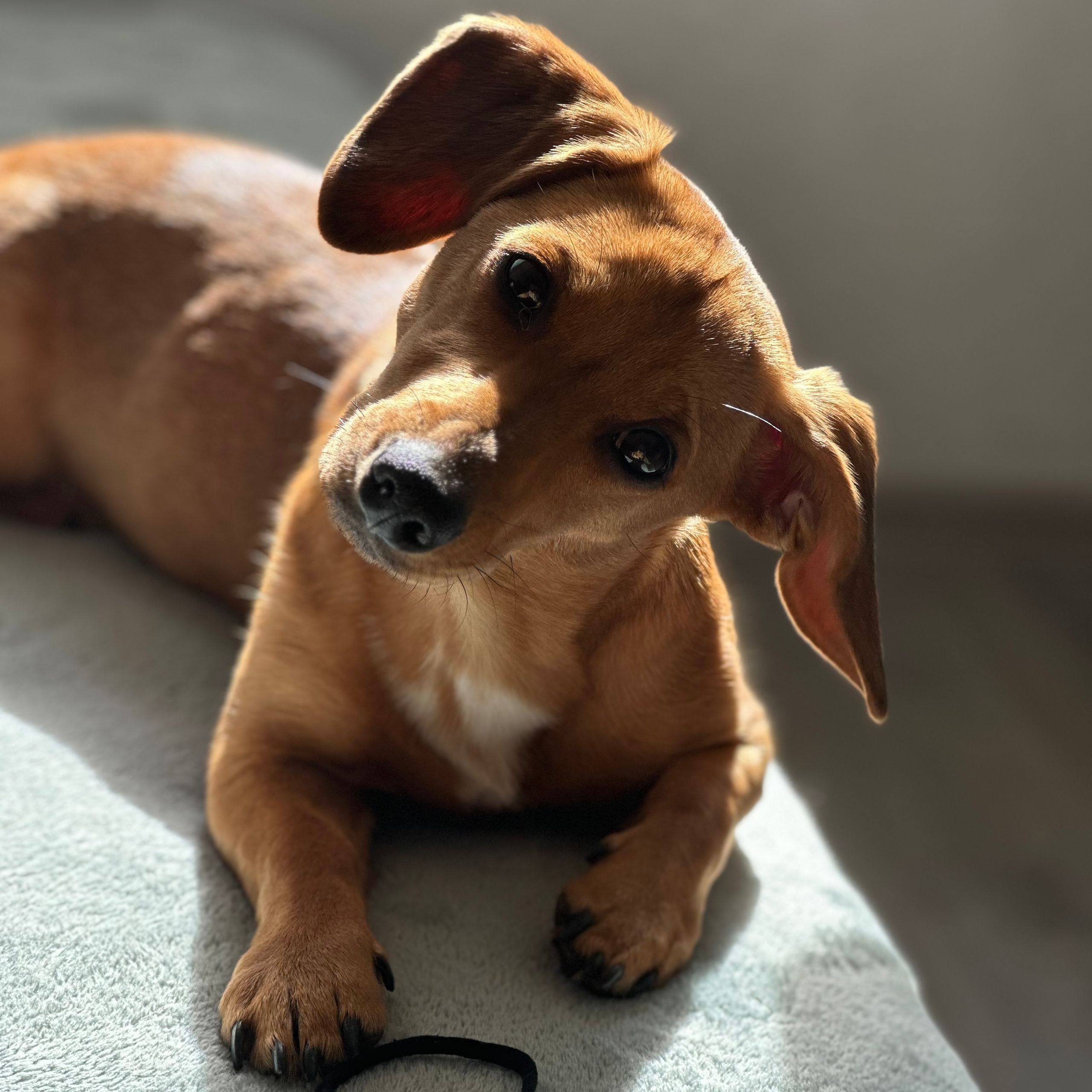 Soutěžní fotografie - Bella,  Jezevčík
